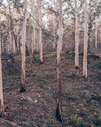 Ashton - Boranup Forest Wall Art - Digital Download - Days Adrift