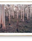 Ashton - Boranup Forest Wall Art - Digital Download - Days Adrift