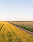 Cade - Mingenew Wall Art - Digital Download - Days Adrift