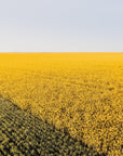 Colton - Mingenew Wall Art - Digital Download - Days Adrift