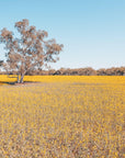 Roy - Mingenew Wall Art - Digital Download - Days Adrift