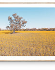 Roy - Mingenew Wall Art - Framed Print - Days Adrift