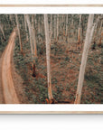 Tatjana - Boranup Forest Wall Art - Digital Download - Days Adrift