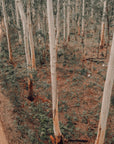 Tatjana - Boranup Forest Wall Art - Digital Download - Days Adrift