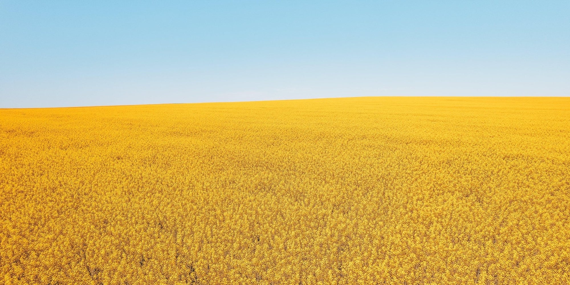 Aisling - Mingenew Wall Art - Digital Download - Days Adrift