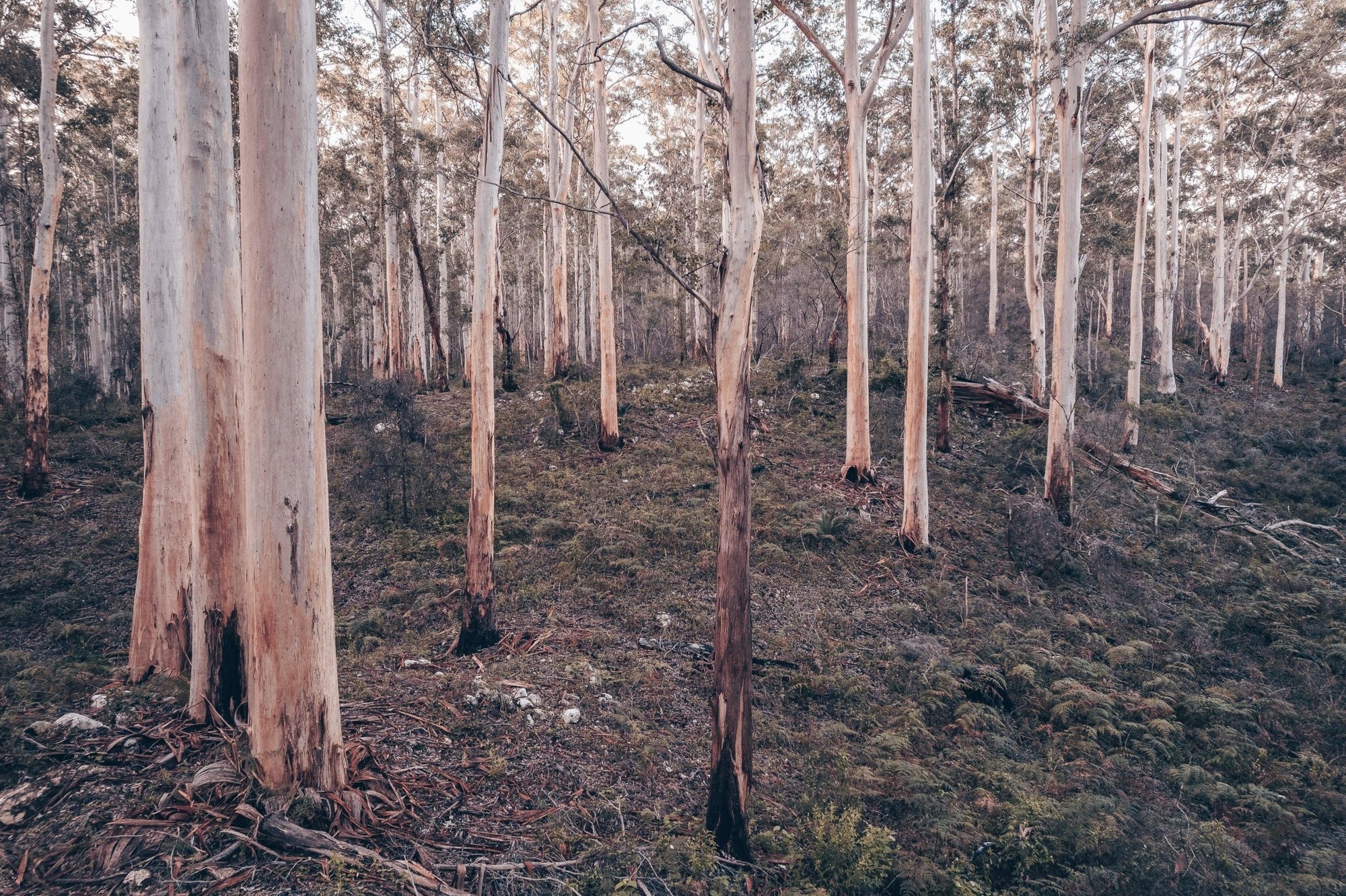 Ashton - Boranup Forest Wall Art - Digital Download - Days Adrift