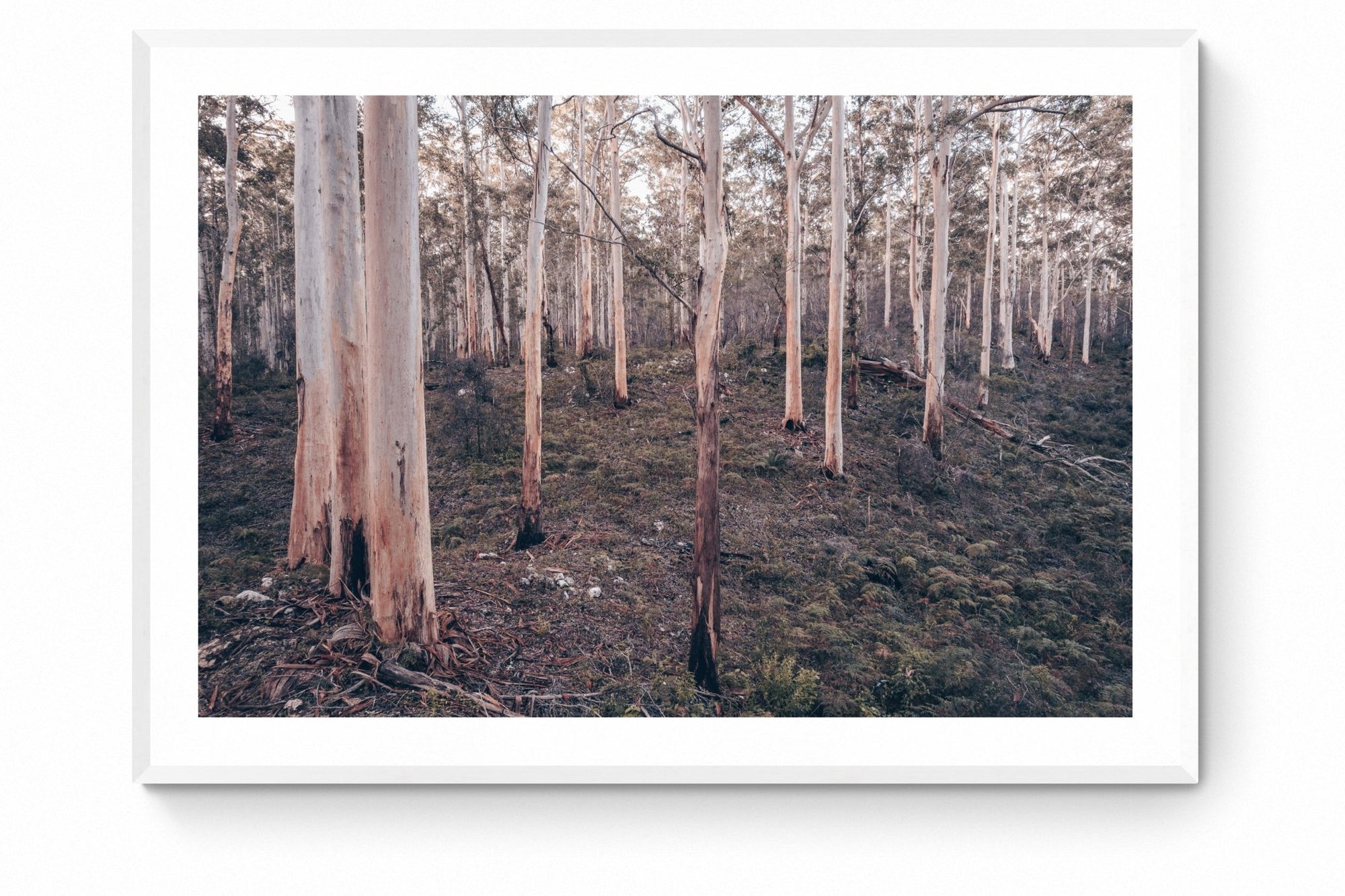 Ashton - Boranup Forest Wall Art - Framed Print - Days Adrift