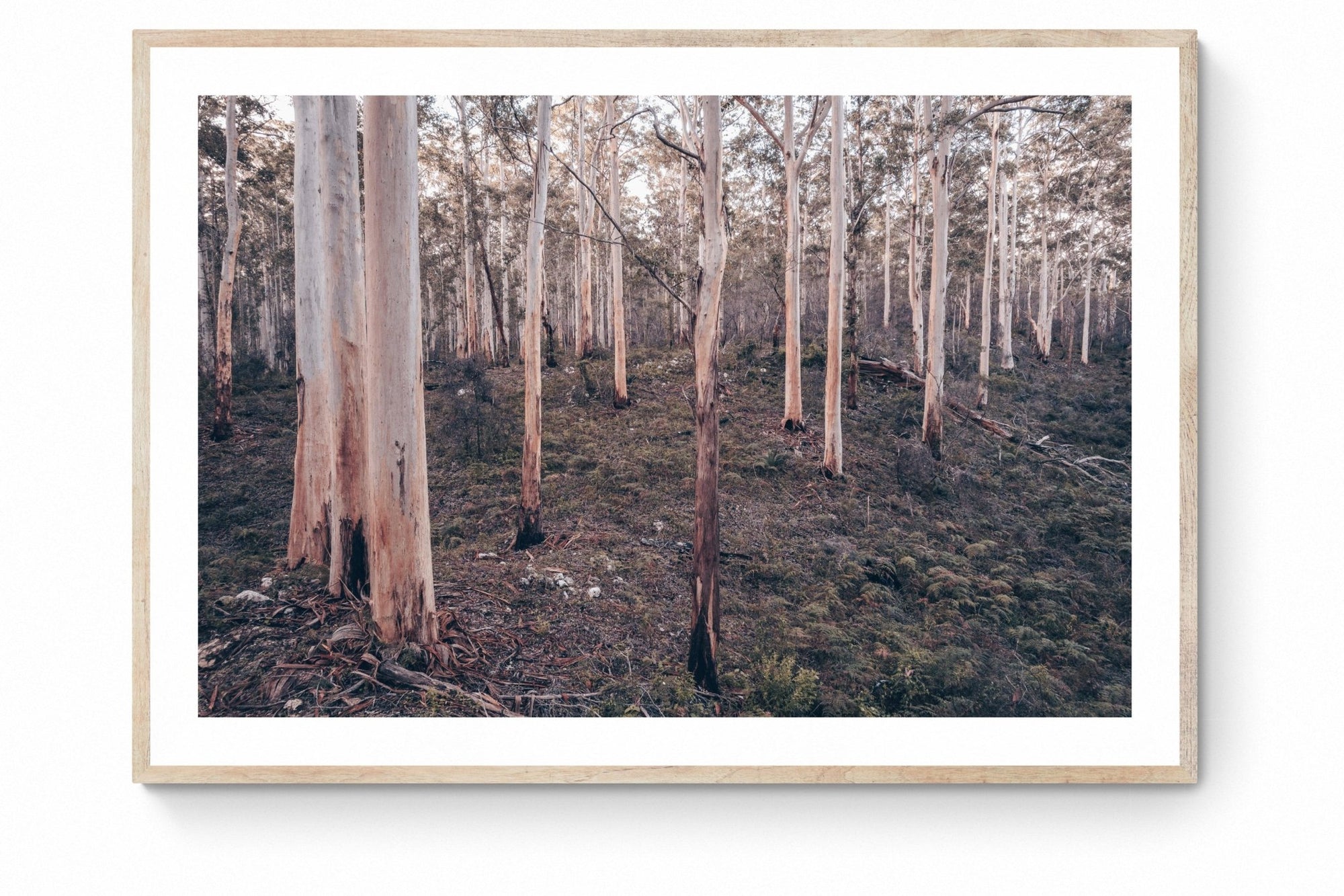 Ashton - Boranup Forest Wall Art - Framed Print - Days Adrift