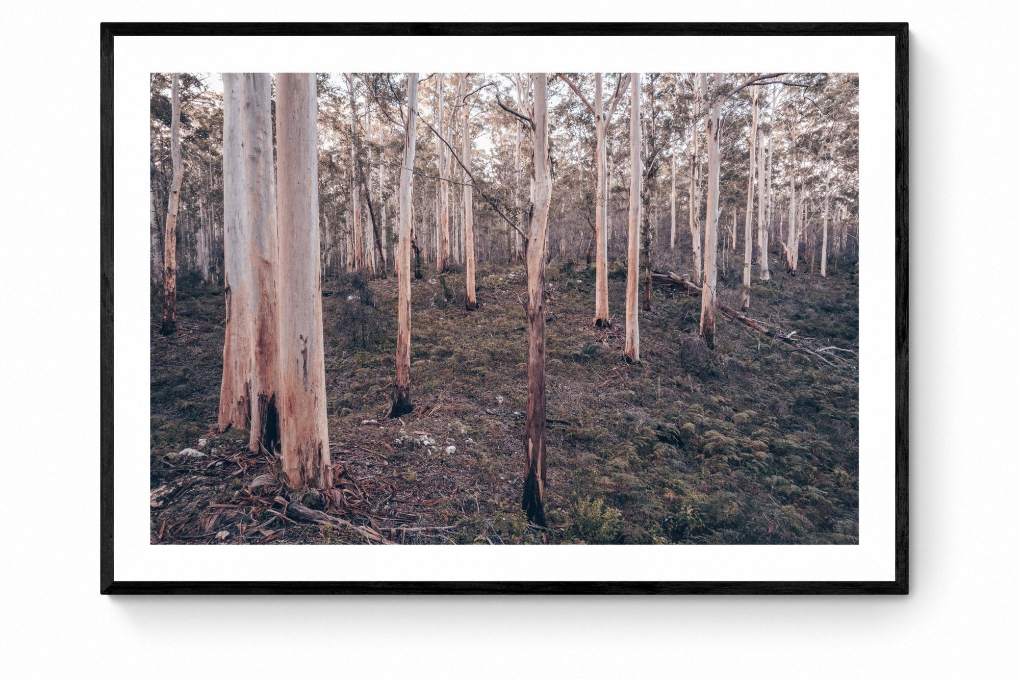 Ashton - Boranup Forest Wall Art - Framed Print - Days Adrift