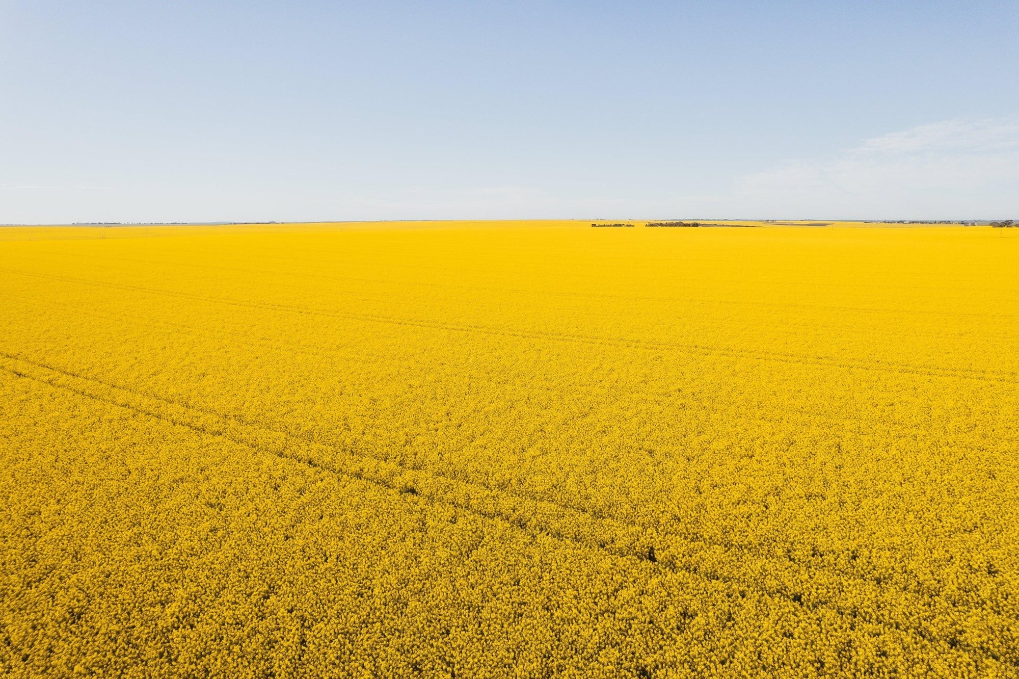 Bacchus - Mingenew Wall Art - Framed Print - Days Adrift