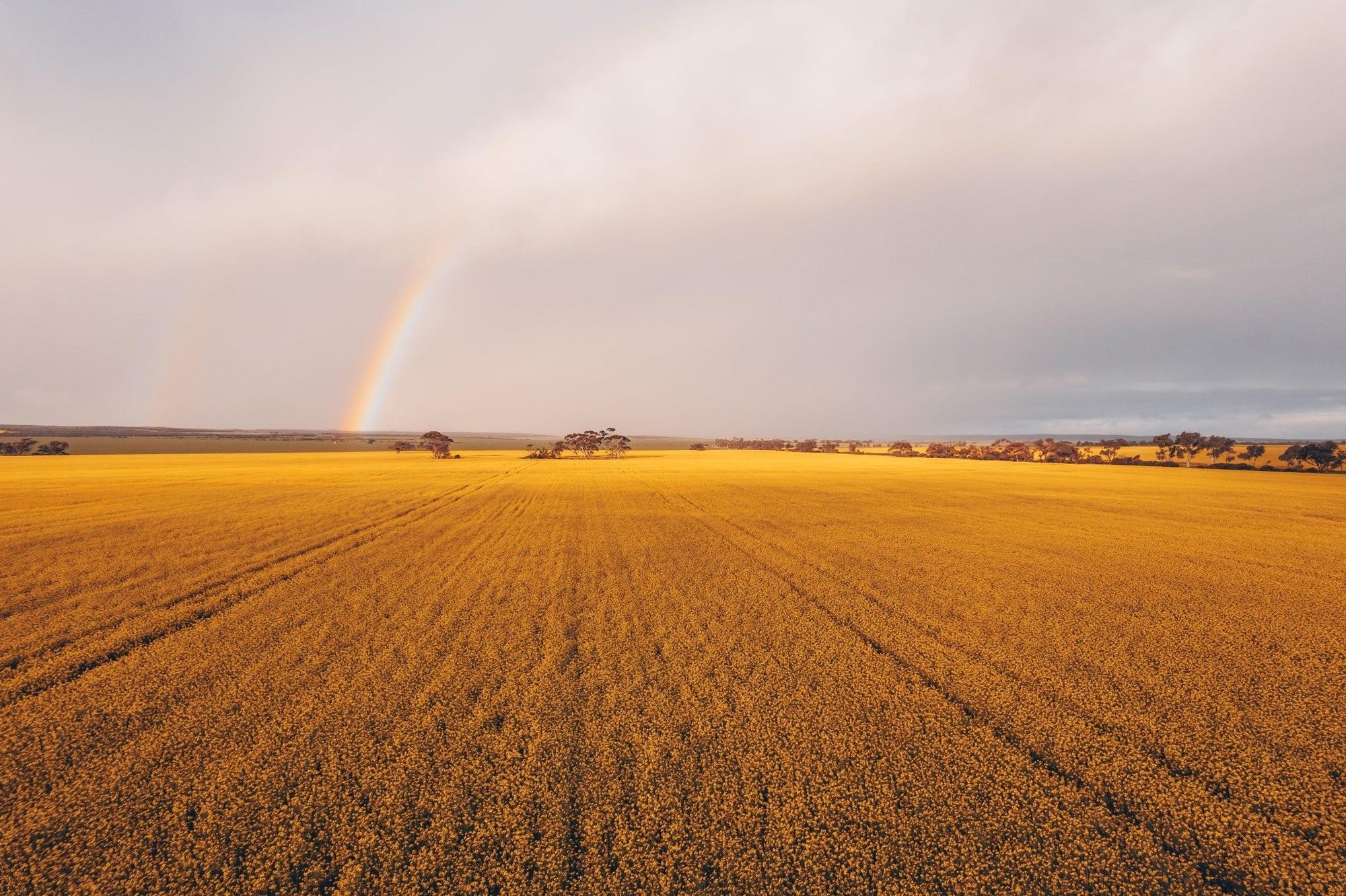 Brecken - Mingenew Wall Art - Framed Print - Days Adrift