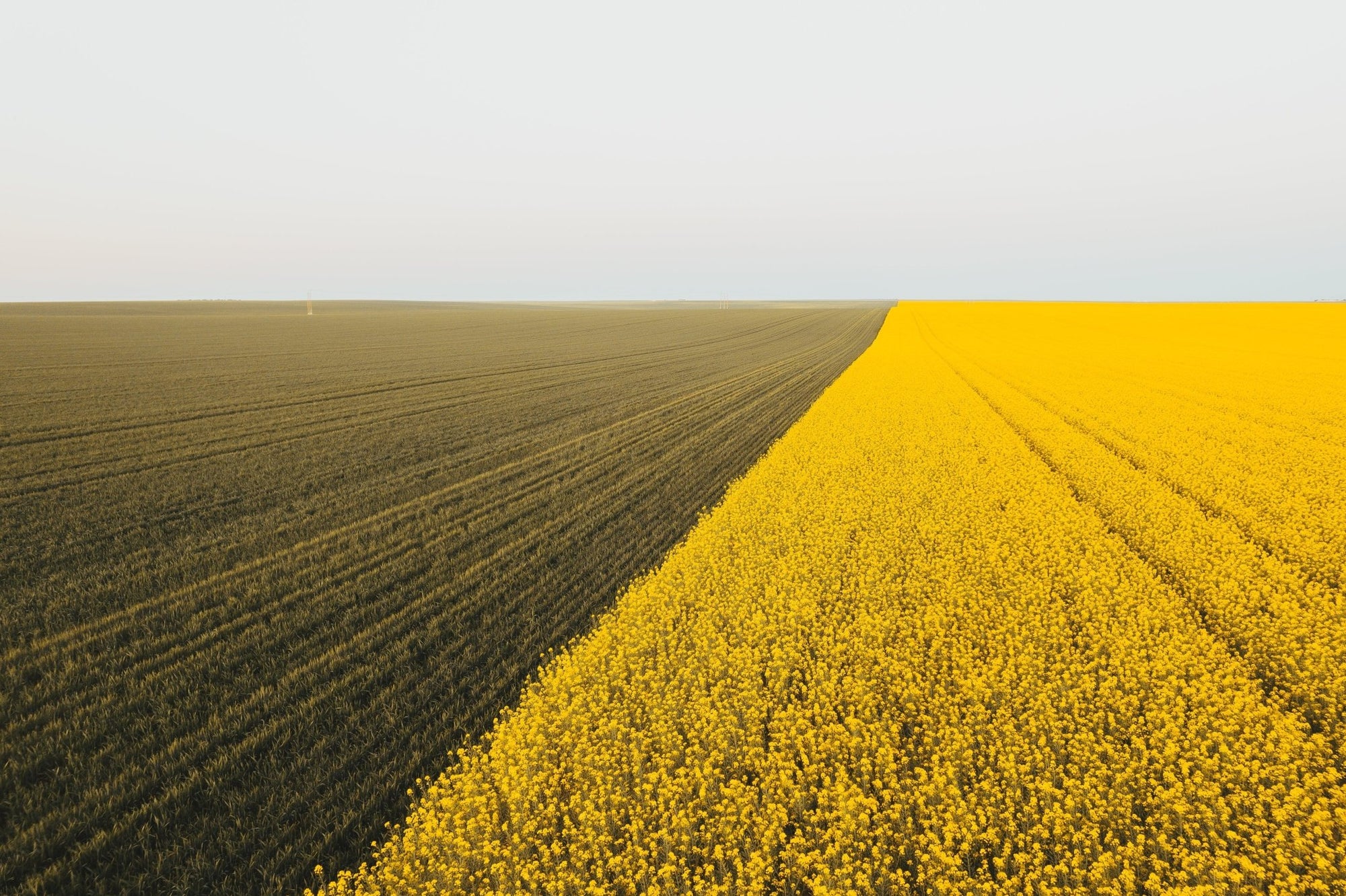 Cadence - Mingenew Wall Art - Digital Download - Days Adrift