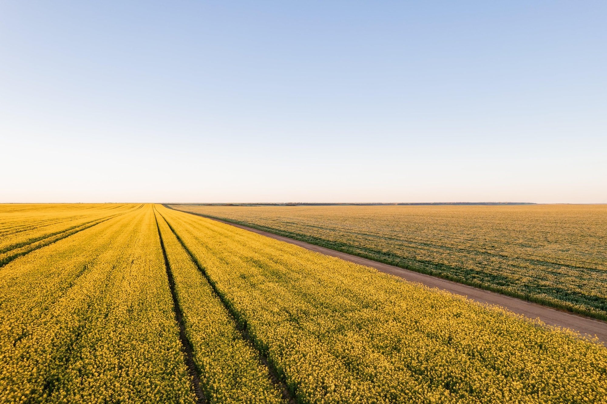 Caelan - Mingenew Wall Art - Framed Print - Days Adrift