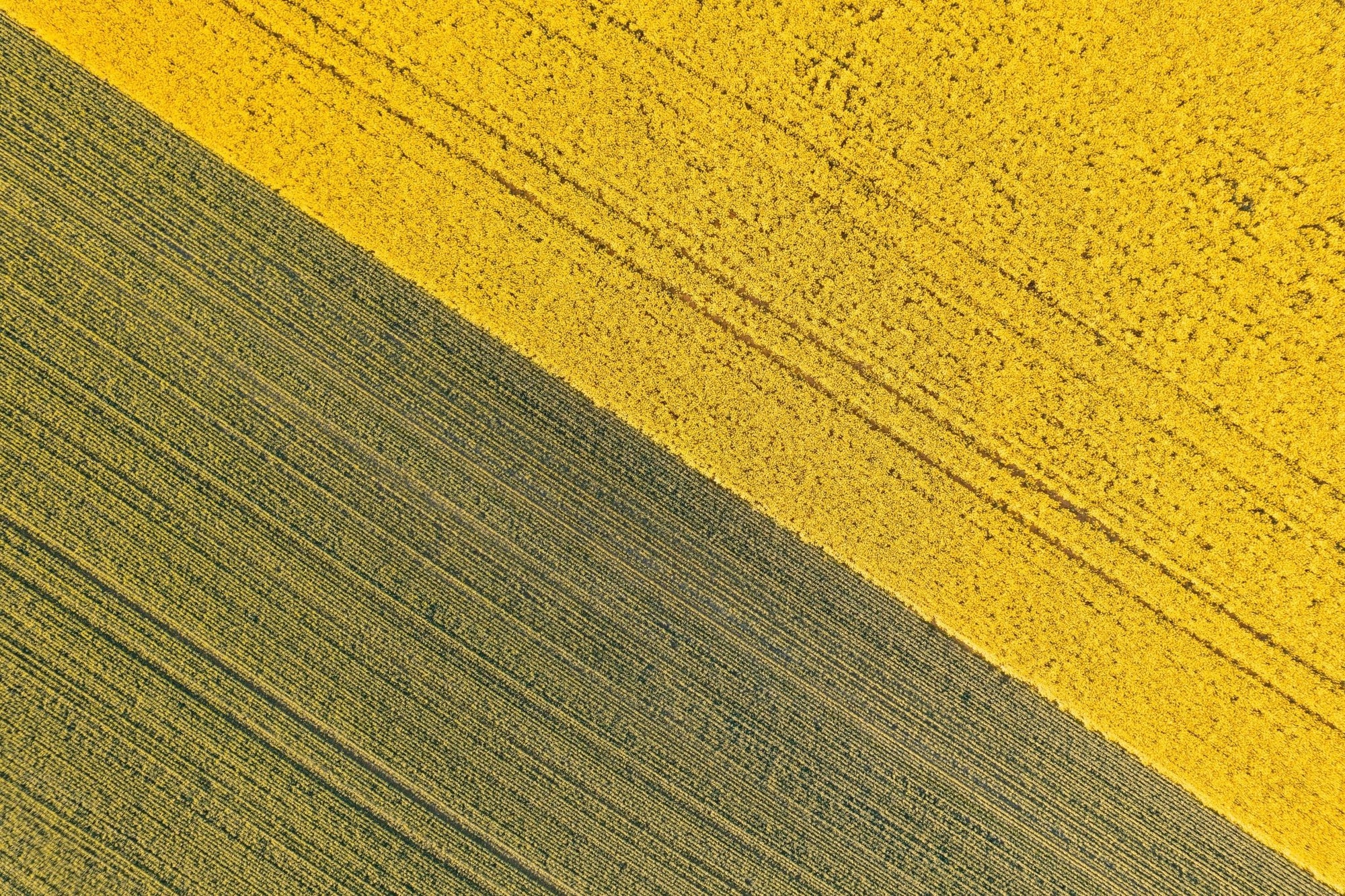 Camila - Mingenew Wall Art - Digital Download - Days Adrift