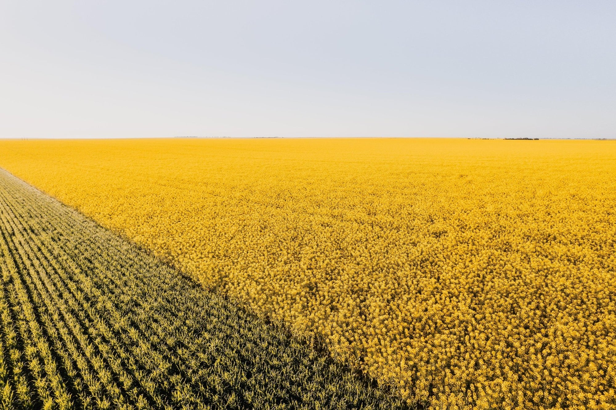 Colton - Mingenew Wall Art - Digital Download - Days Adrift