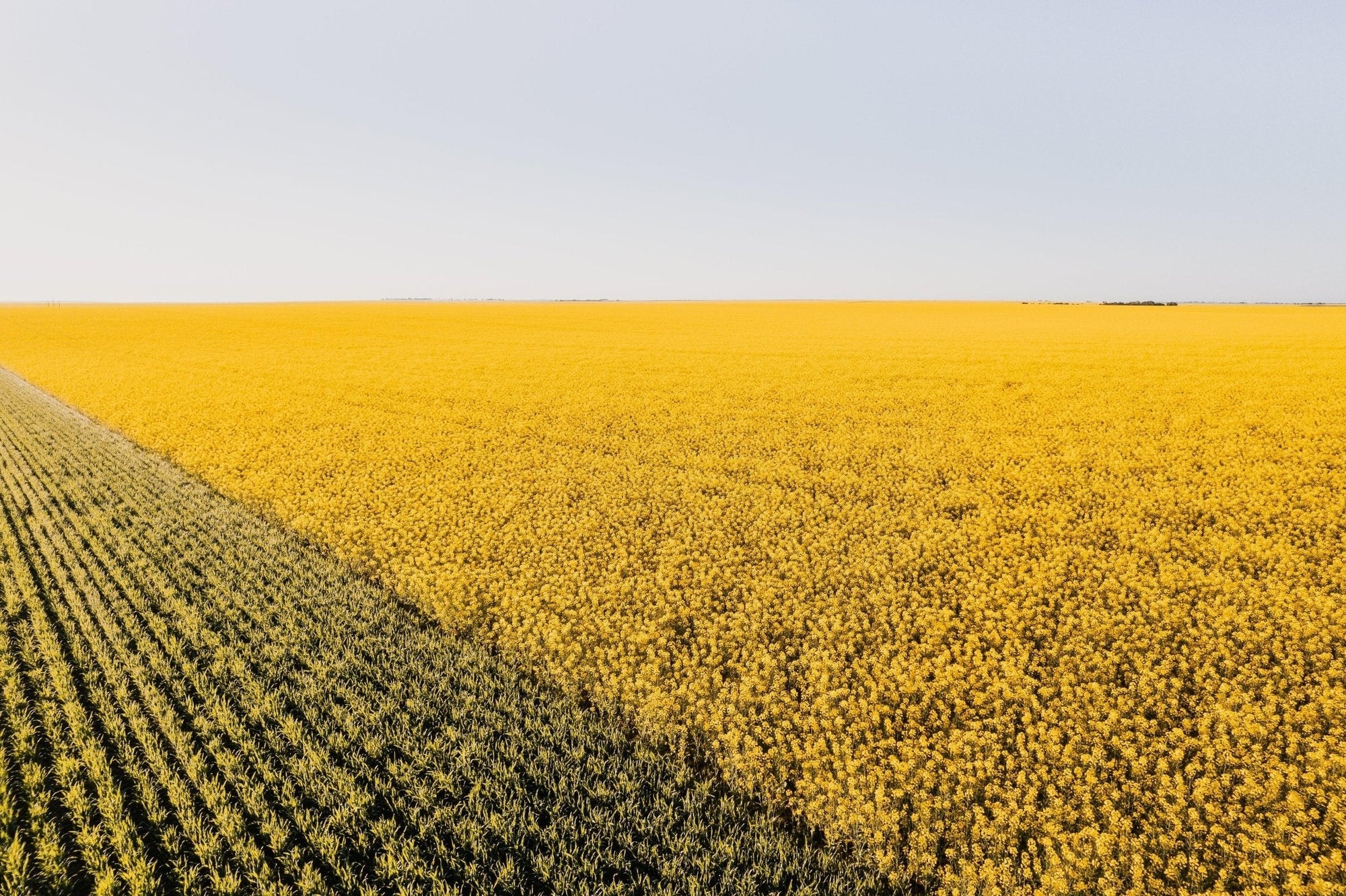 Colton - Mingenew Wall Art - Digital Download - Days Adrift