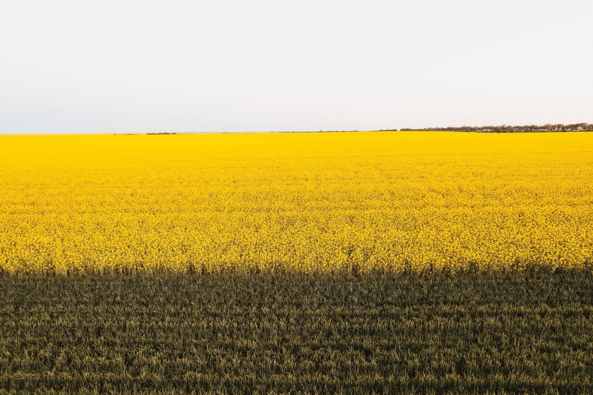Danae - Mingenew Wall Art - Digital Download - Days Adrift