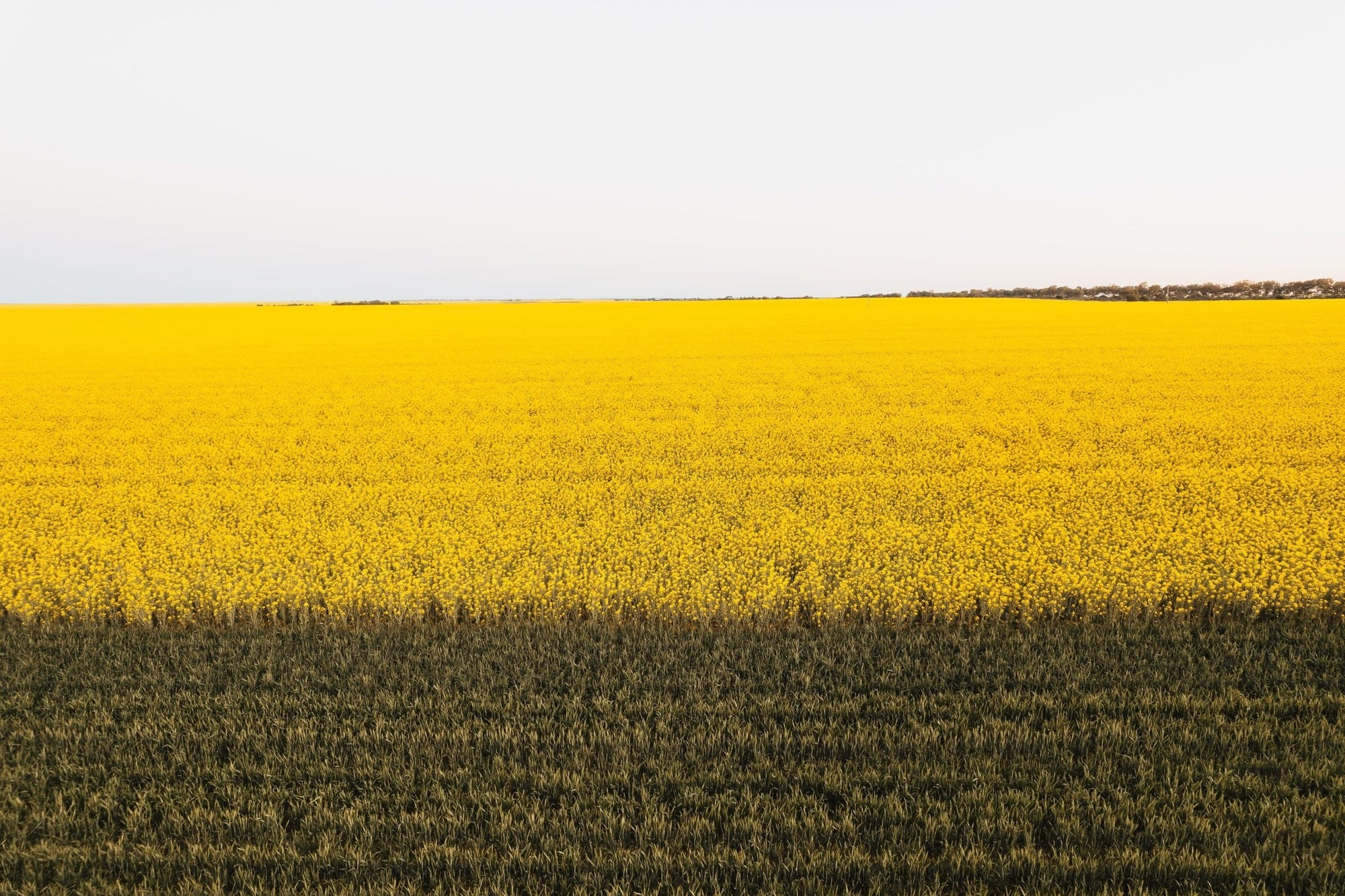 Danae - Mingenew Wall Art - Framed Print - Days Adrift