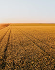Dash - Mingenew Wall Art - Digital Download - Days Adrift