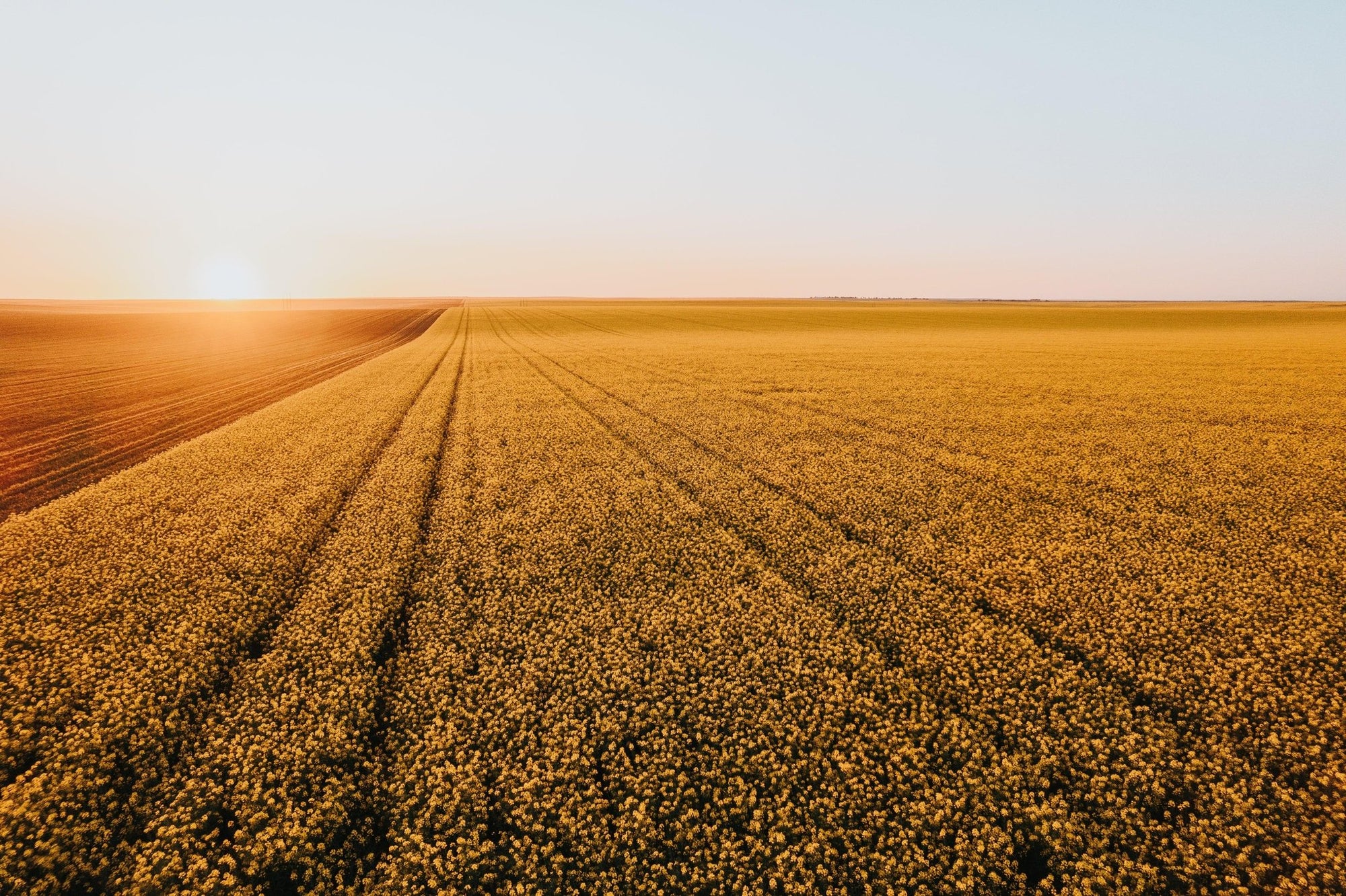 Dash - Mingenew Wall Art - Digital Download - Days Adrift