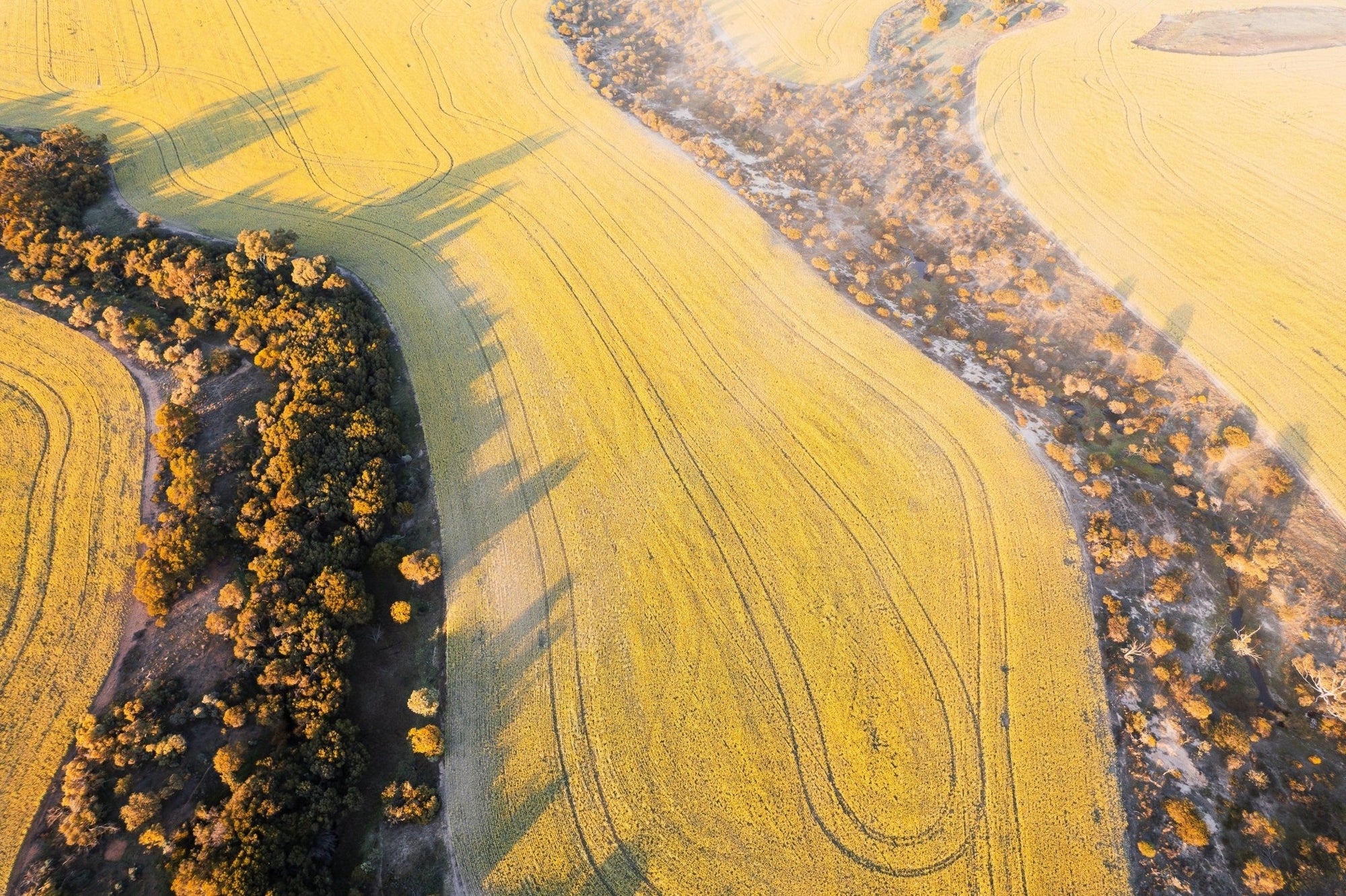 Emil - Mingenew Wall Art - Digital Download - Days Adrift