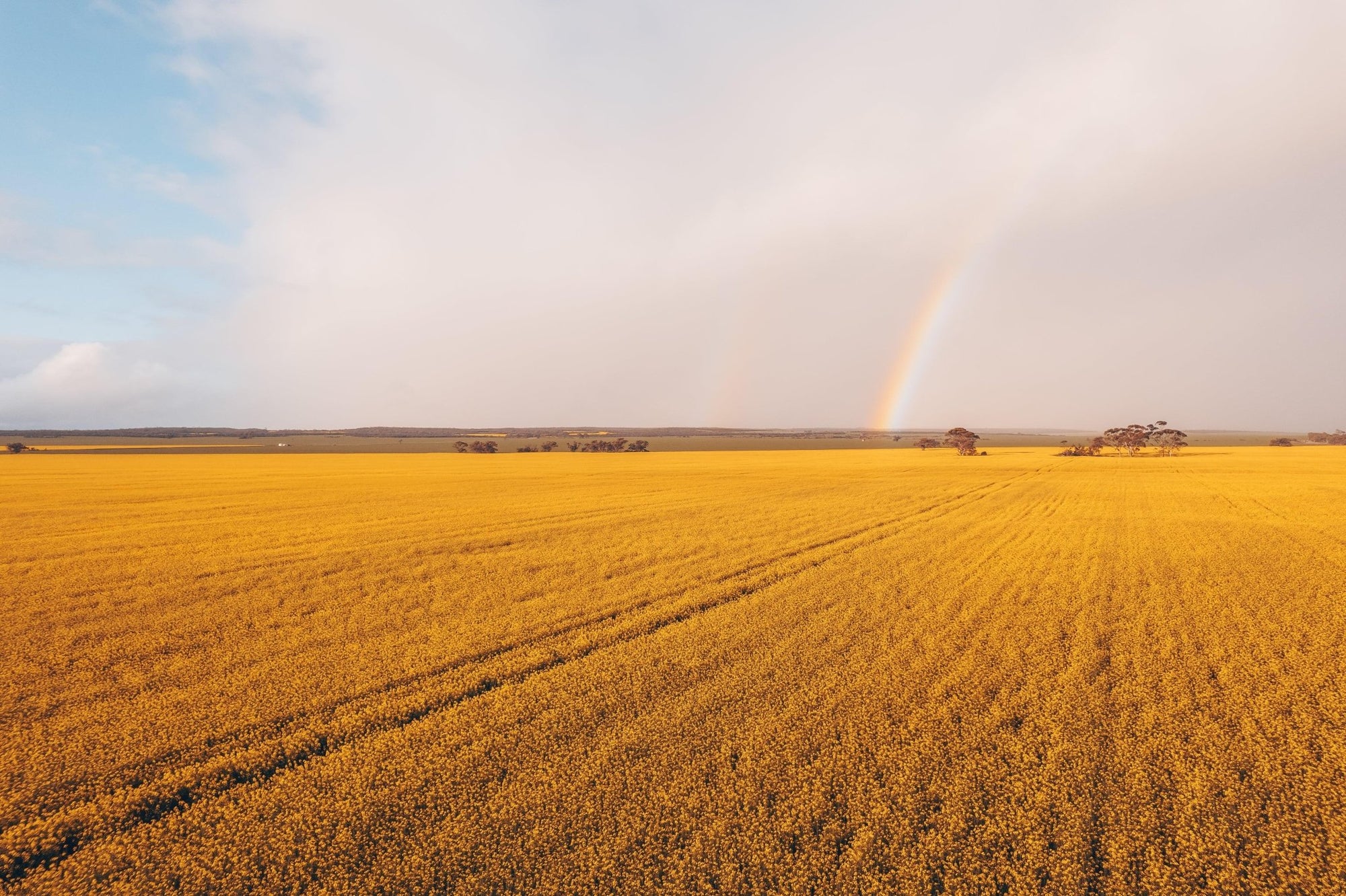 Evie - Mingenew Wall Art - Framed Print - Days Adrift