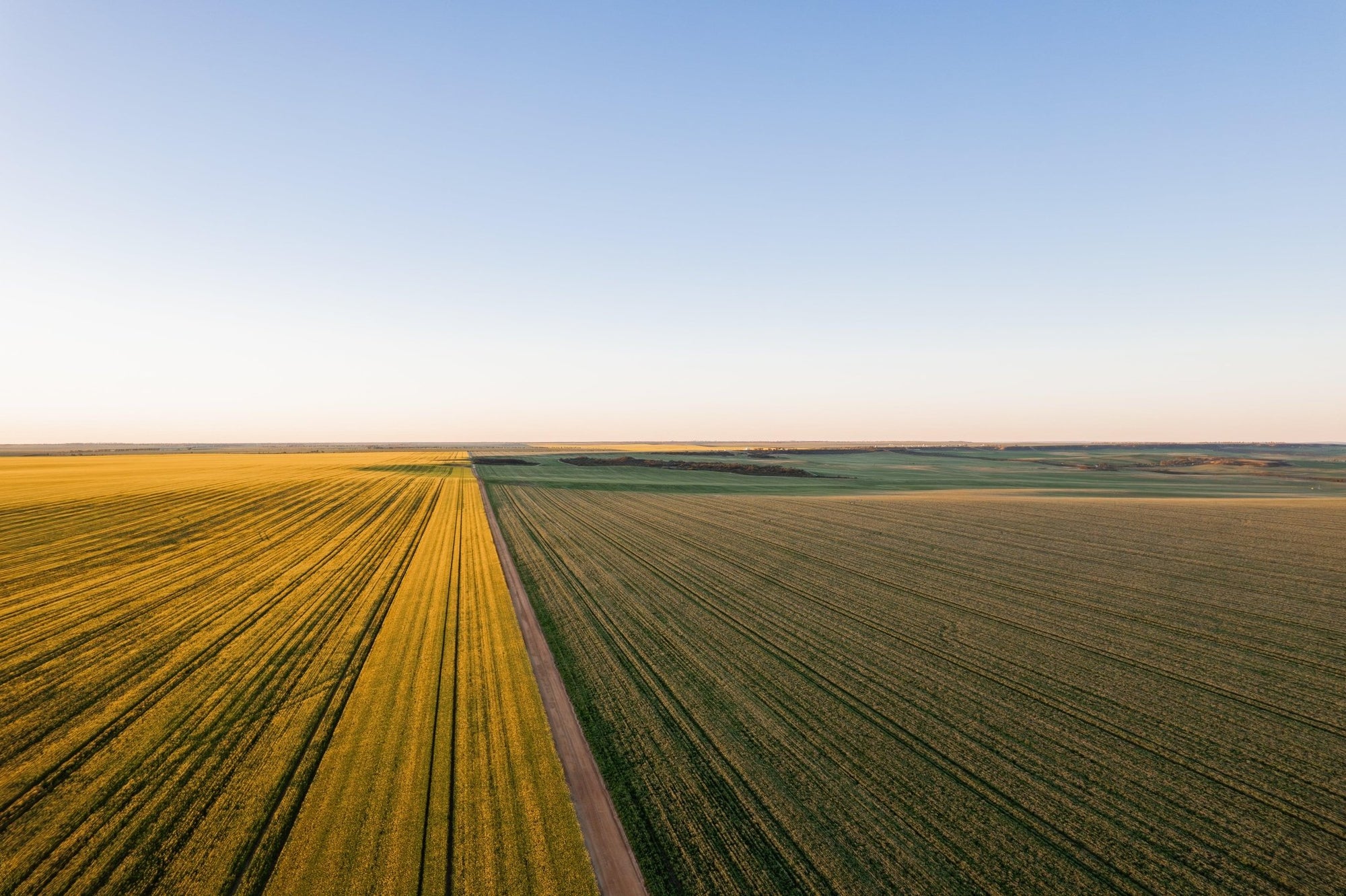 Faris - Mingenew Wall Art - Digital Download - Days Adrift