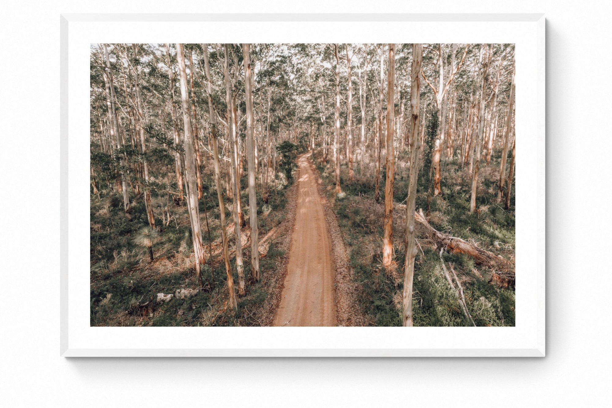 Harriet - Boranup Wall Art - Framed Print - Days Adrift