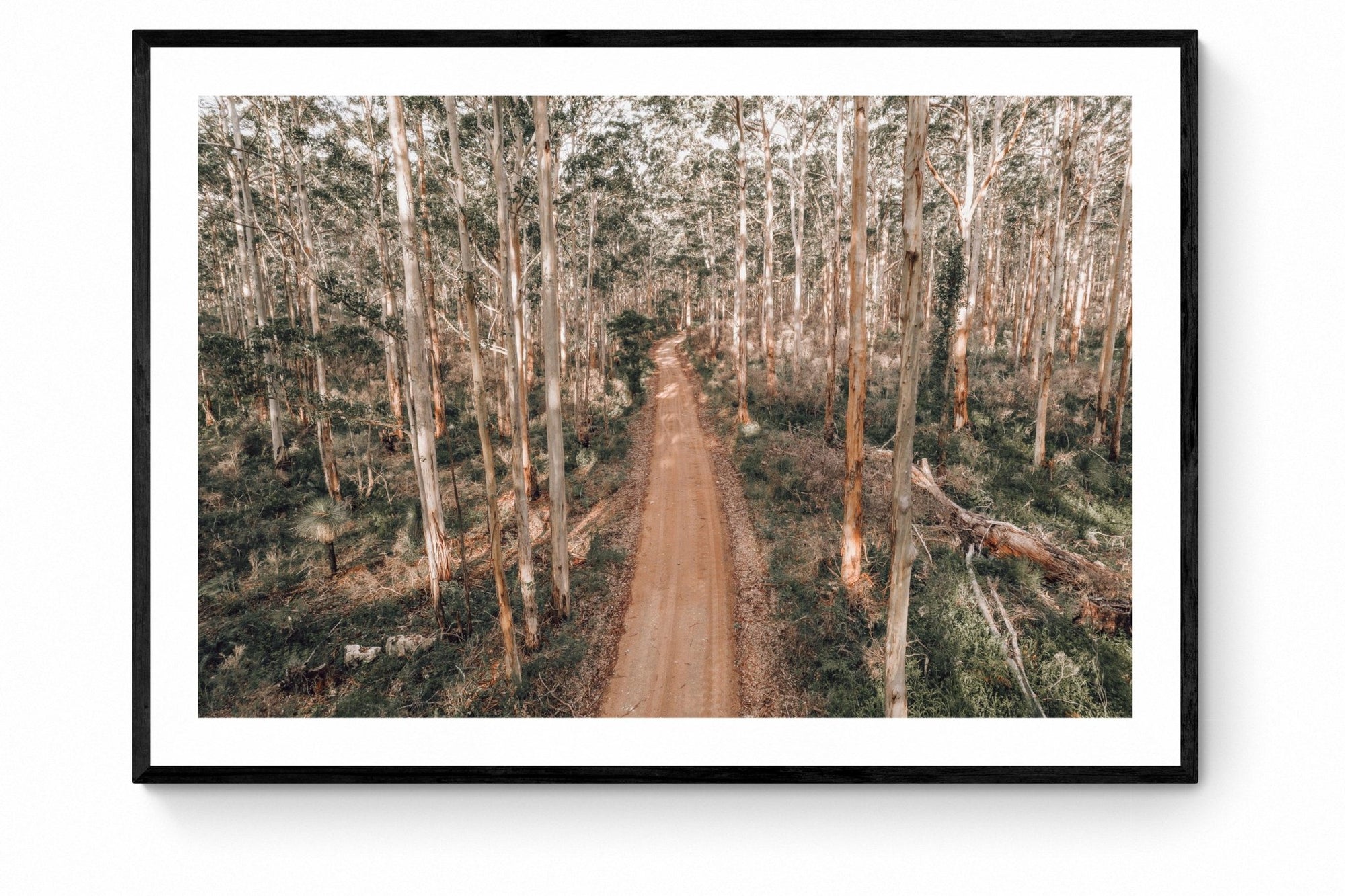 Harriet - Boranup Wall Art - Framed Print - Days Adrift