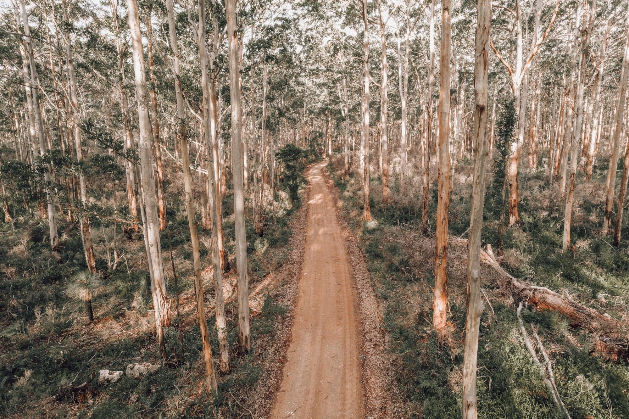 Harriet - Boranup Wall Art - Framed Print - Days Adrift