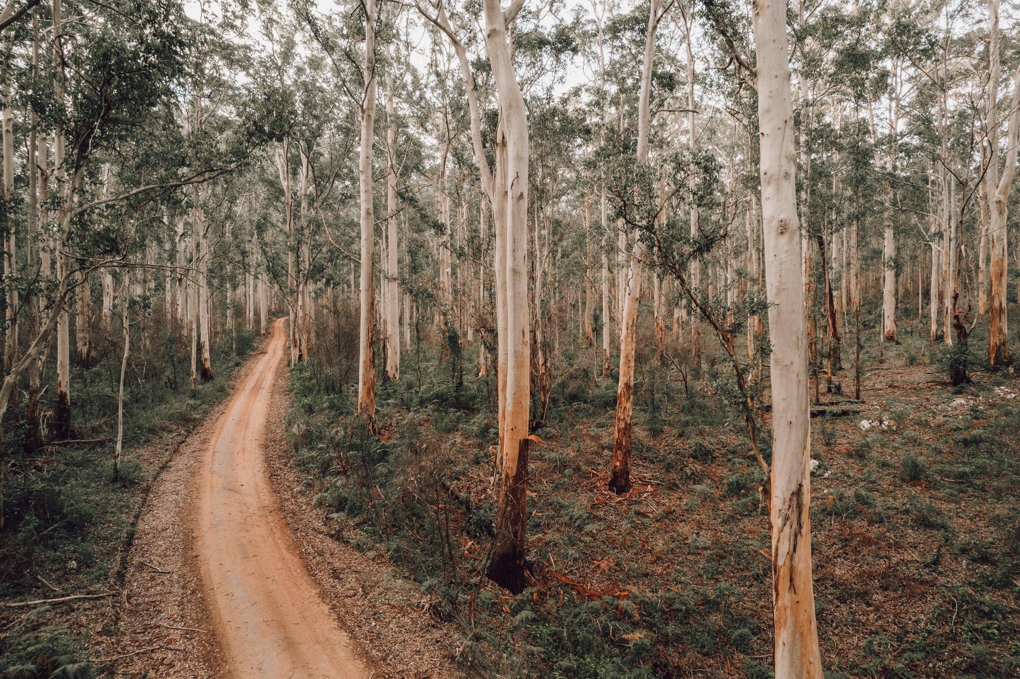 Harry - Boranup Wall Art - Digital Download - Days Adrift