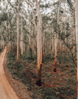 Harry - Boranup Wall Art - Digital Download - Days Adrift