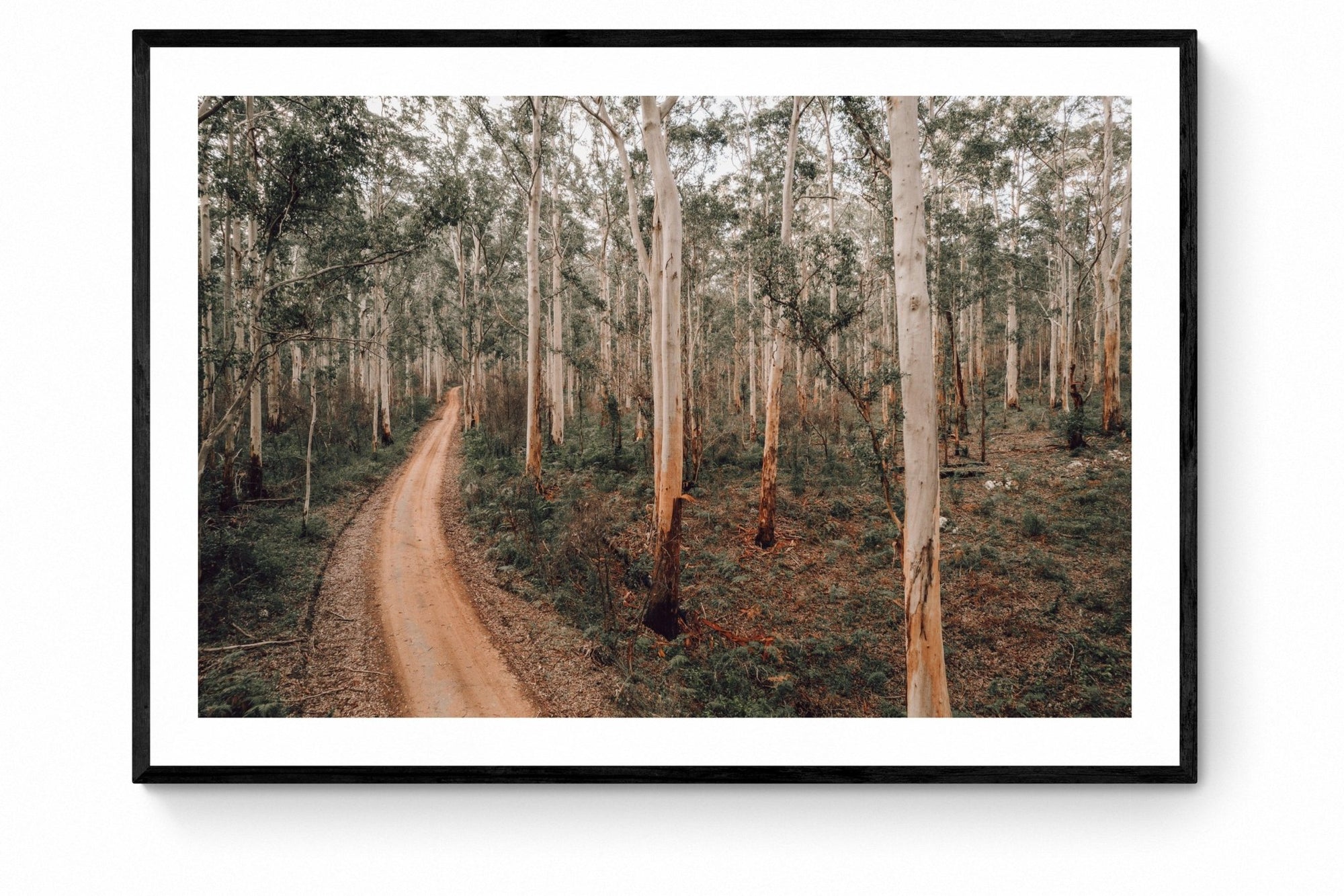 Harry - Boranup Wall Art - Framed Print - Days Adrift