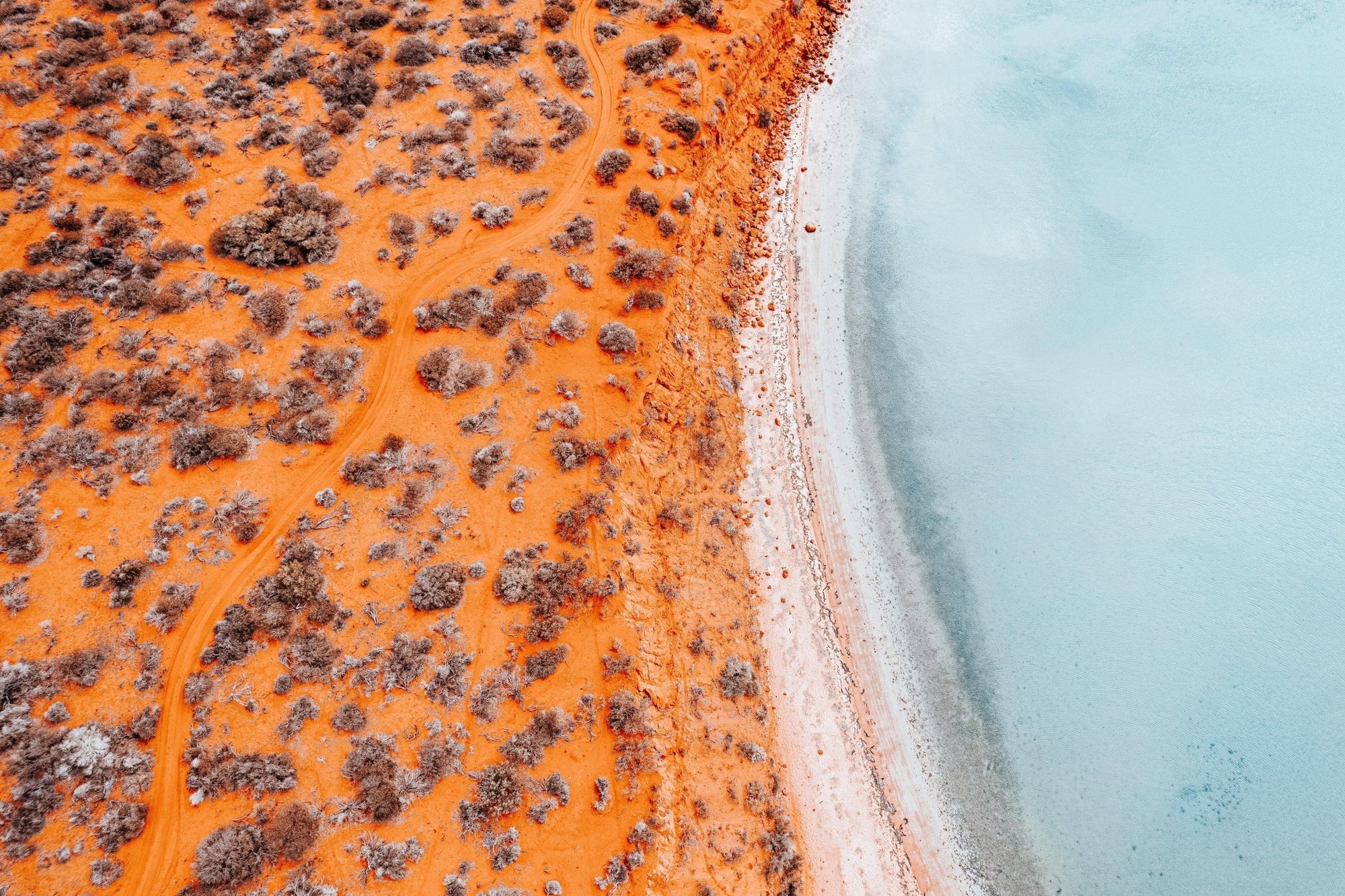 Ivy - Shark Bay Wall Art - Digital Download - Days Adrift