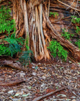Kenzi - Karijini Wall Art - Digital Download - Days Adrift