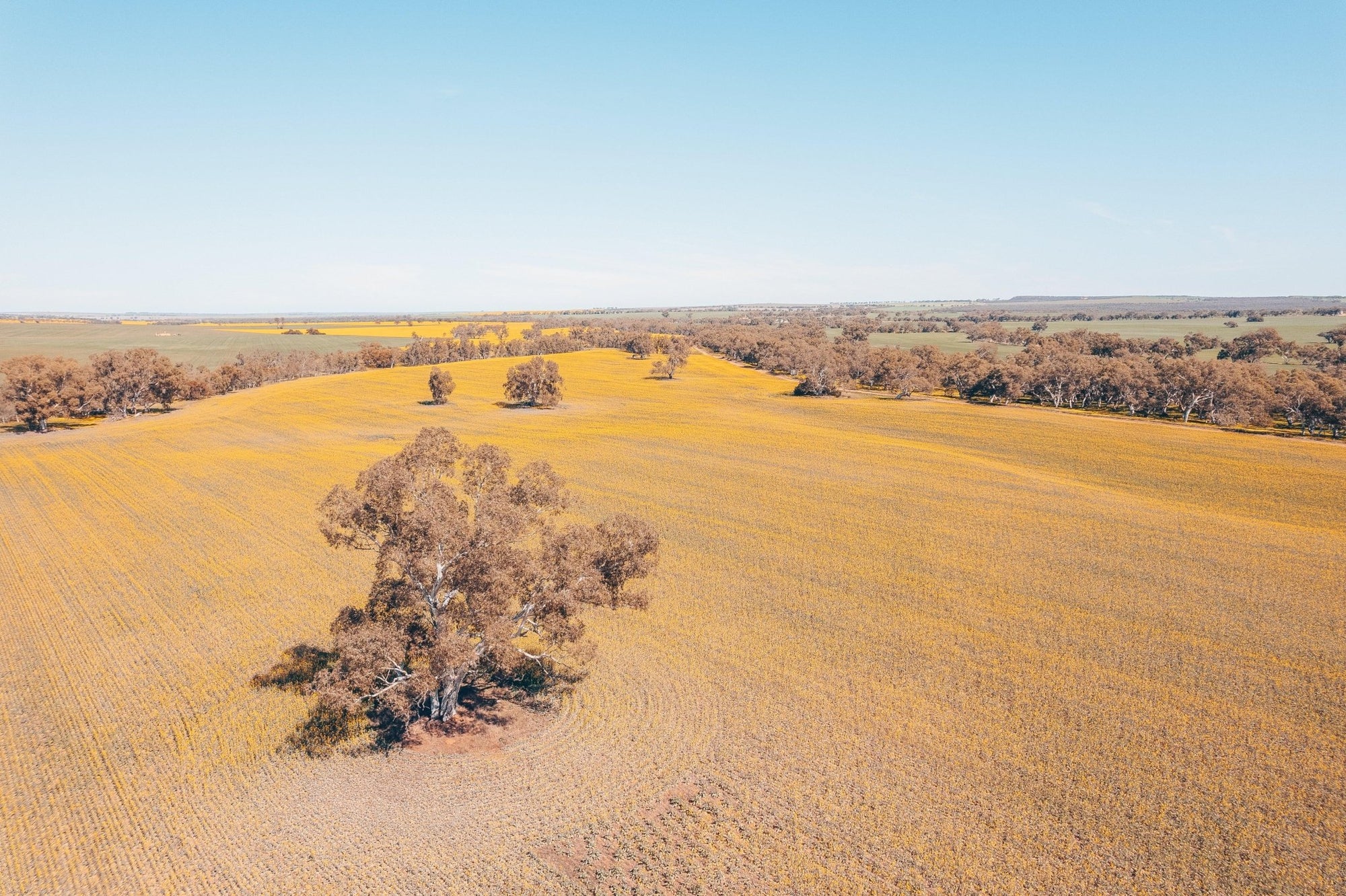 Kevin - Mingenew Wall Art - Digital Download - Days Adrift