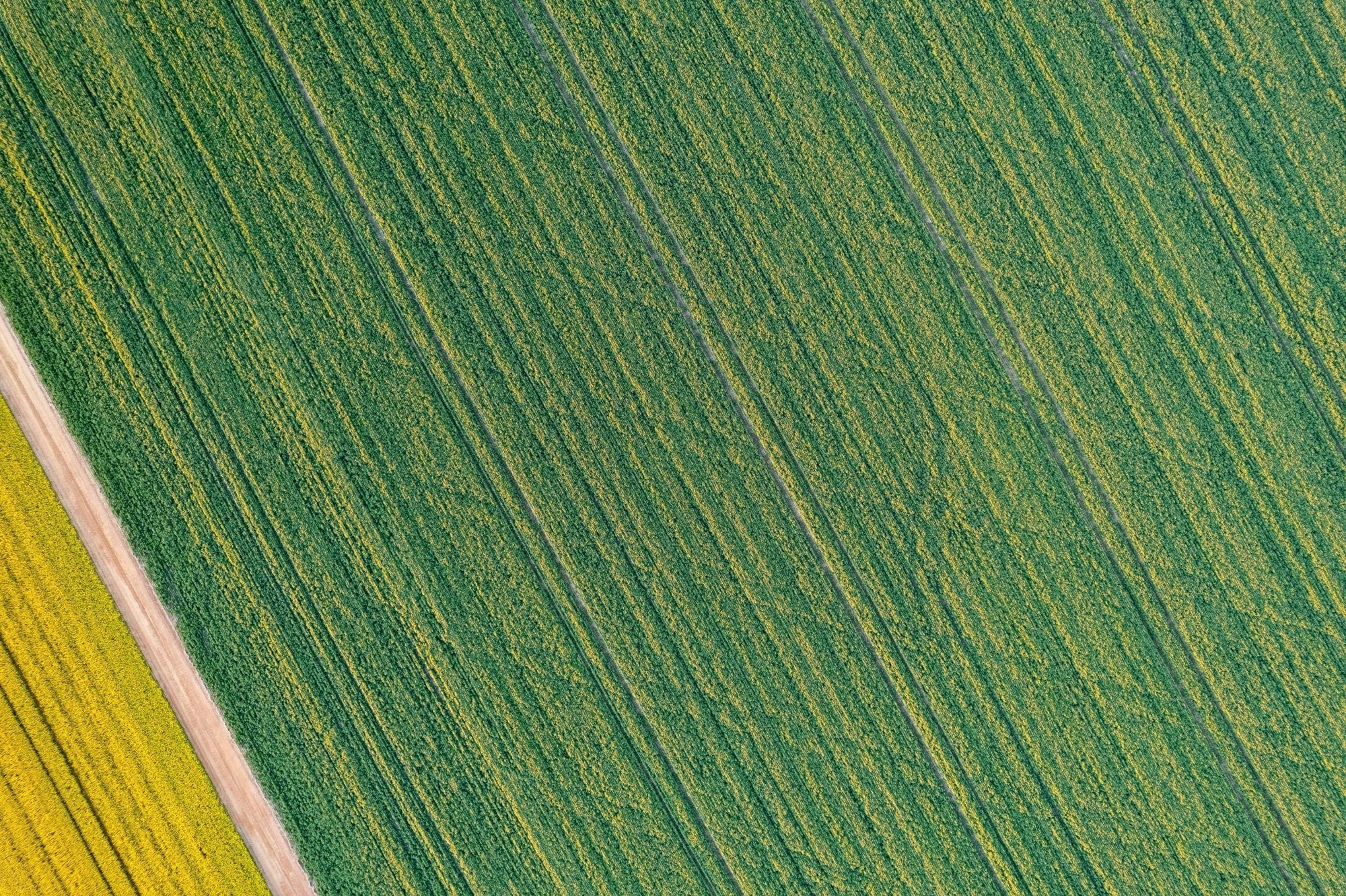 Lacey - Mingenew Wall Art - Framed Print - Days Adrift