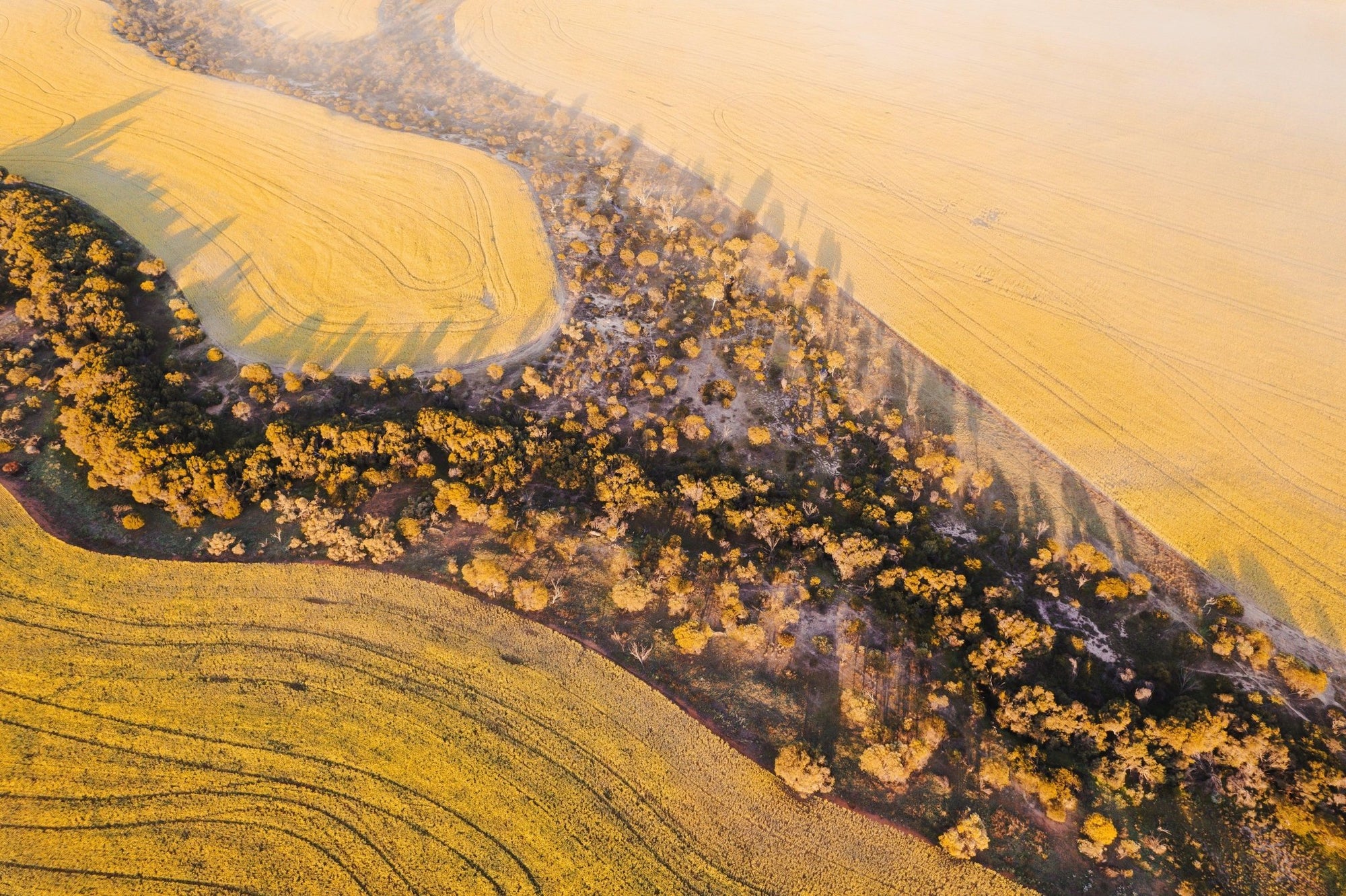 Lauren - Mingenew Wall Art - Framed Print - Days Adrift