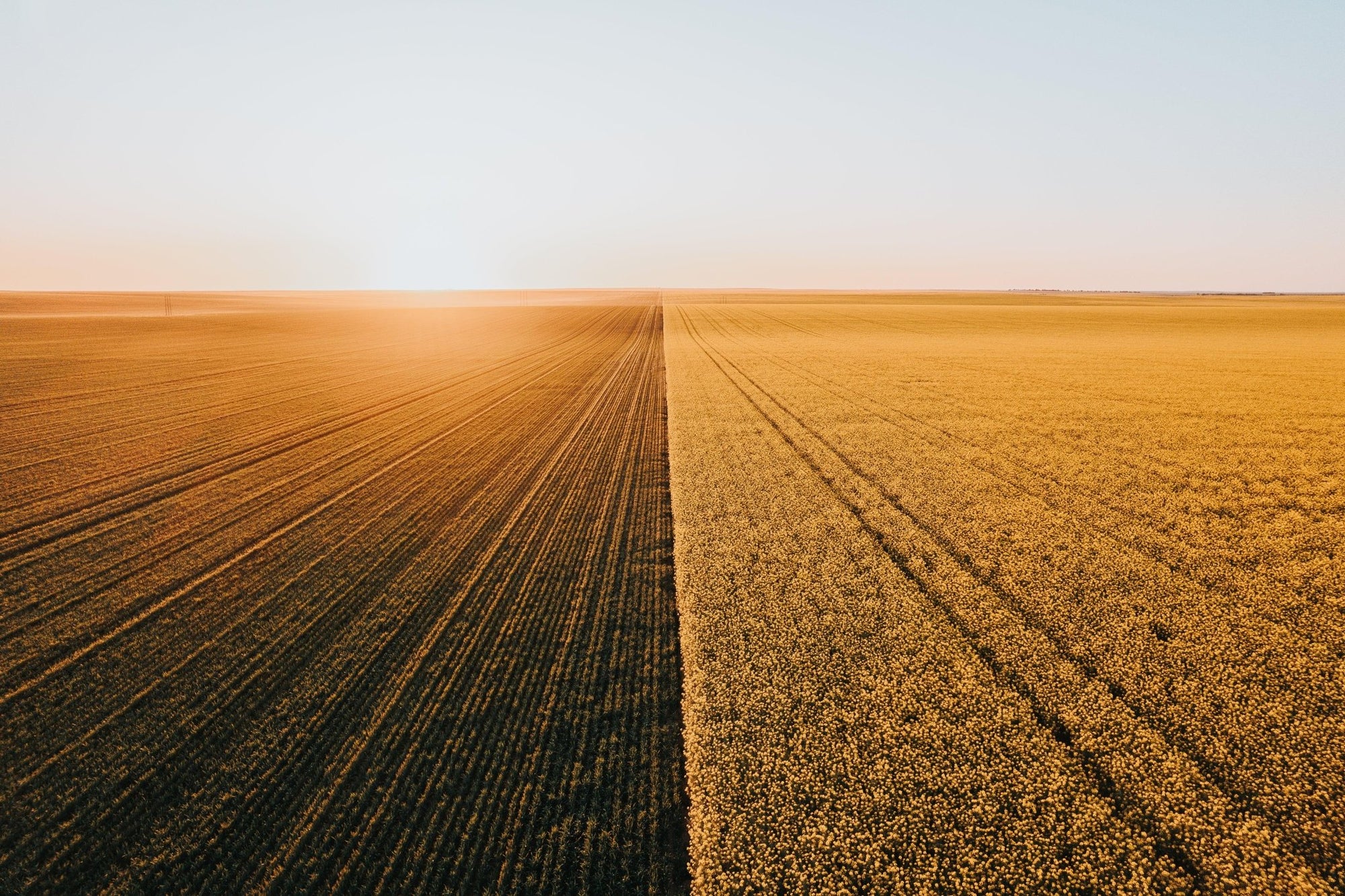 Miranda - Mingenew Wall Art - Digital Download - Days Adrift