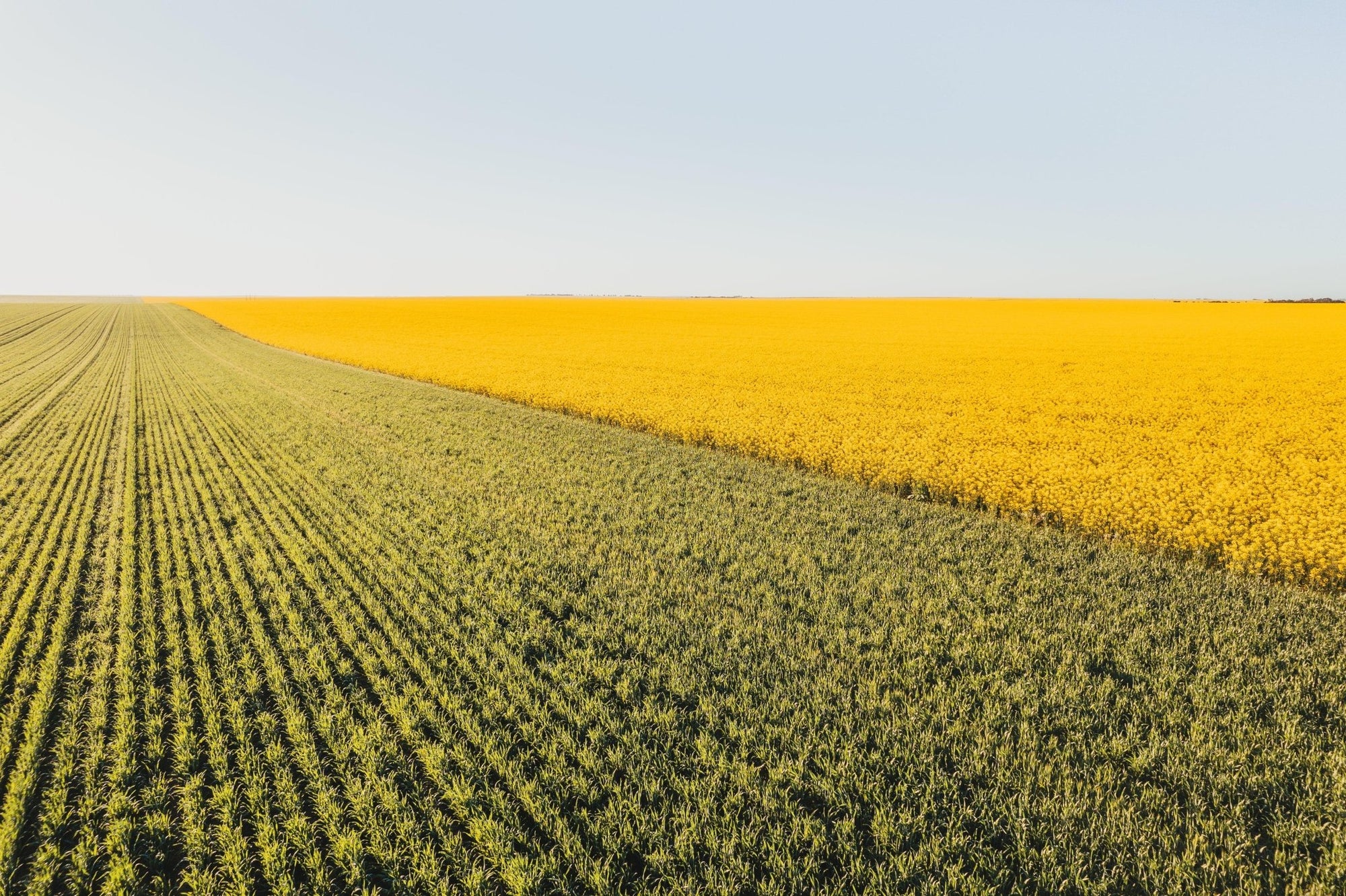 Nikolaos - Mingenew Wall Art - Digital Download - Days Adrift