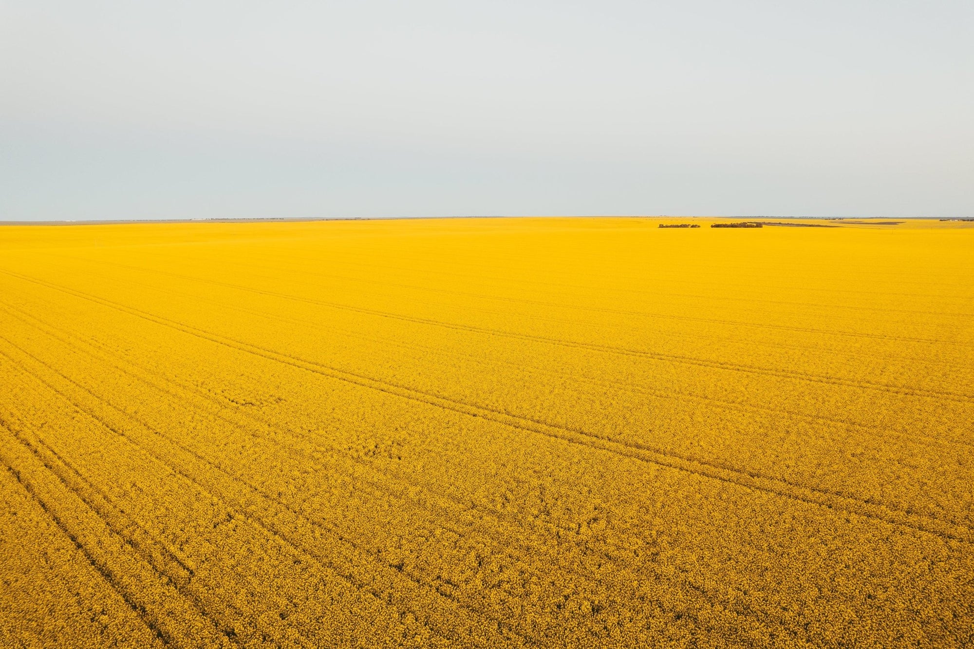 Ola - Mingenew Wall Art - Digital Download - Days Adrift