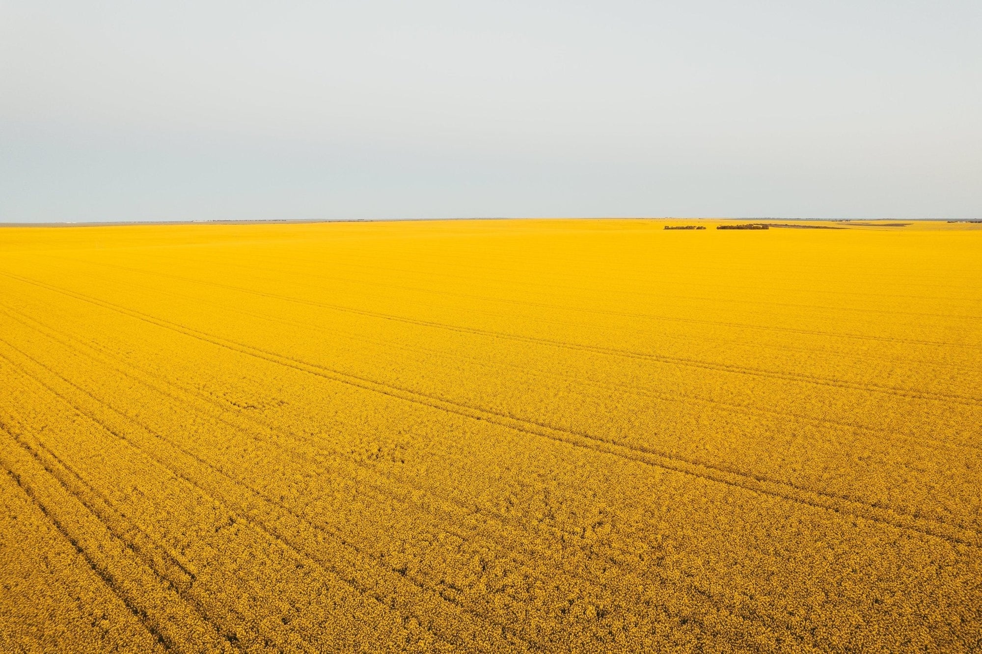 Ola - Mingenew Wall Art - Digital Download - Days Adrift