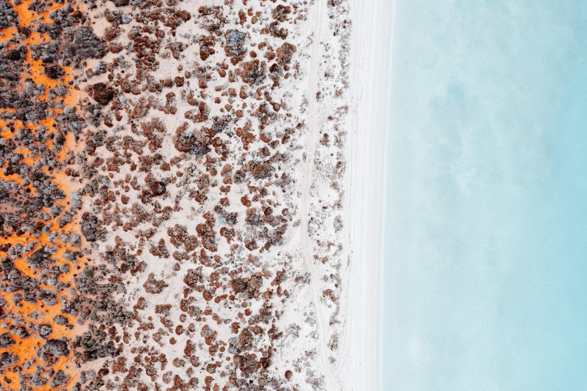 Rachael - Shark Bay Wall Art - Digital Download - Days Adrift