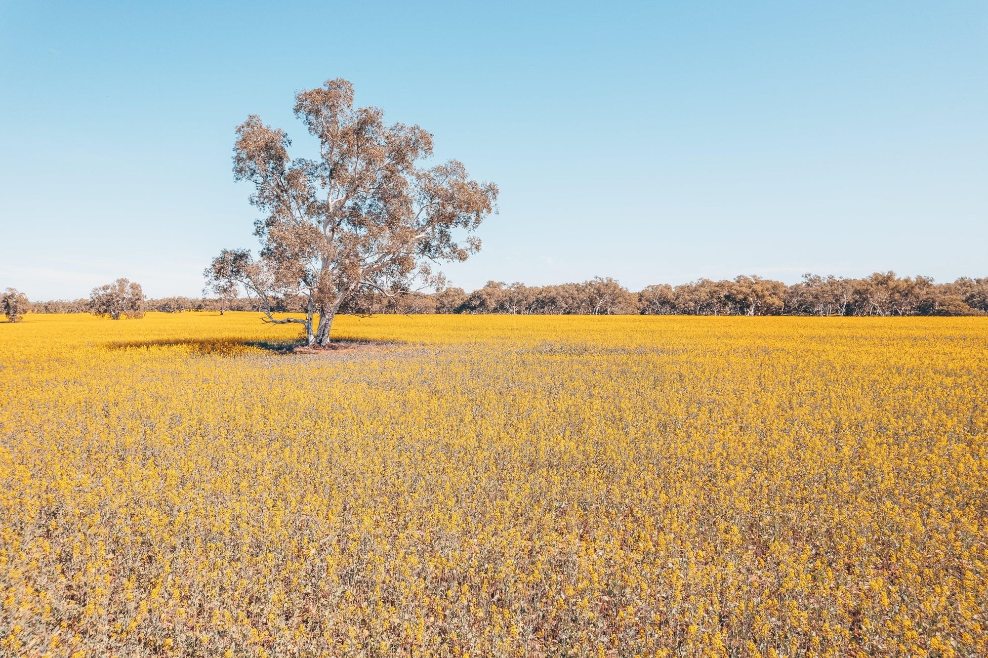 Roy - Mingenew Wall Art - Digital Download - Days Adrift