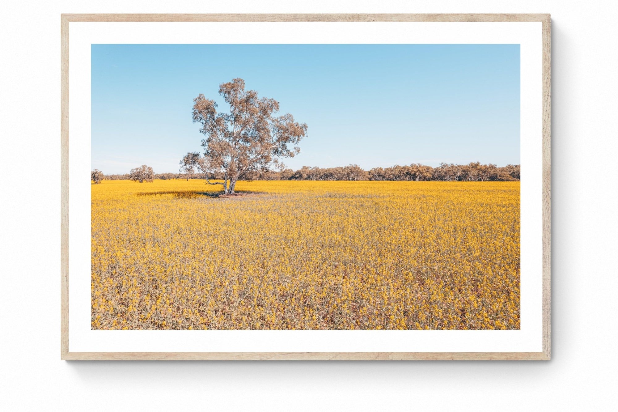 Roy - Mingenew Wall Art - Digital Download - Days Adrift