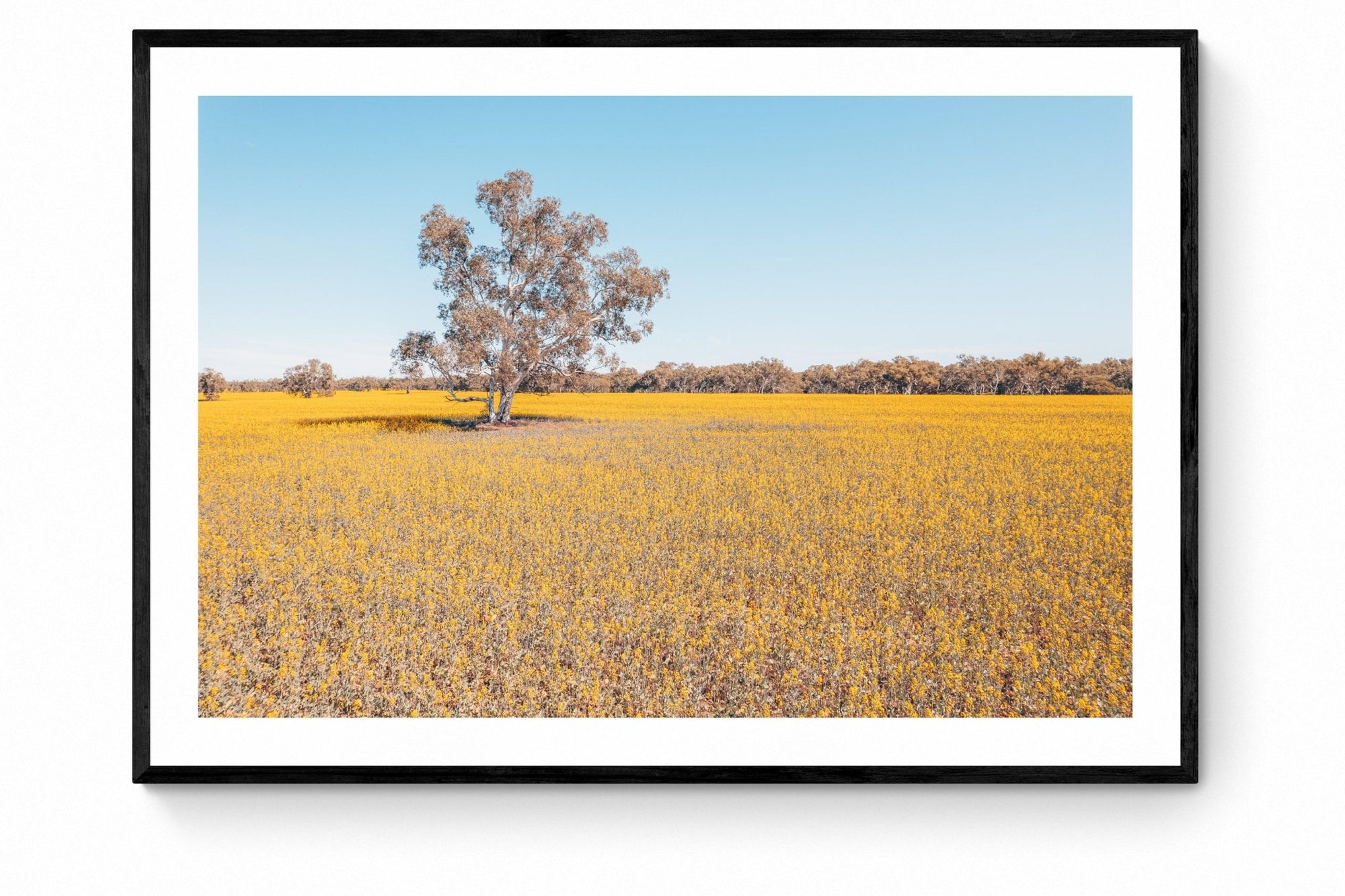 Roy - Mingenew Wall Art - Framed Print - Days Adrift