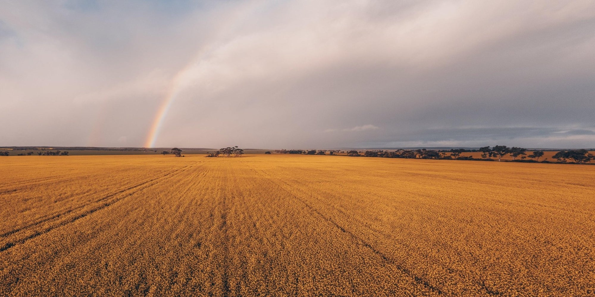 Saanvi - Mingenew Wall Art - Framed Print - Days Adrift