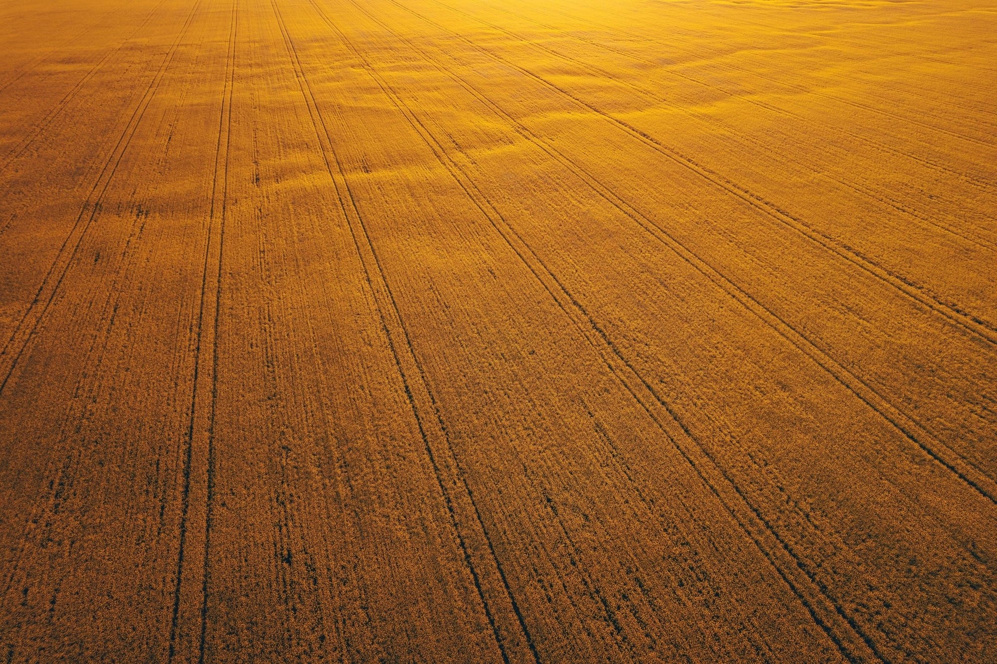 Seamus - Mingenew Wall Art - Framed Print - Days Adrift