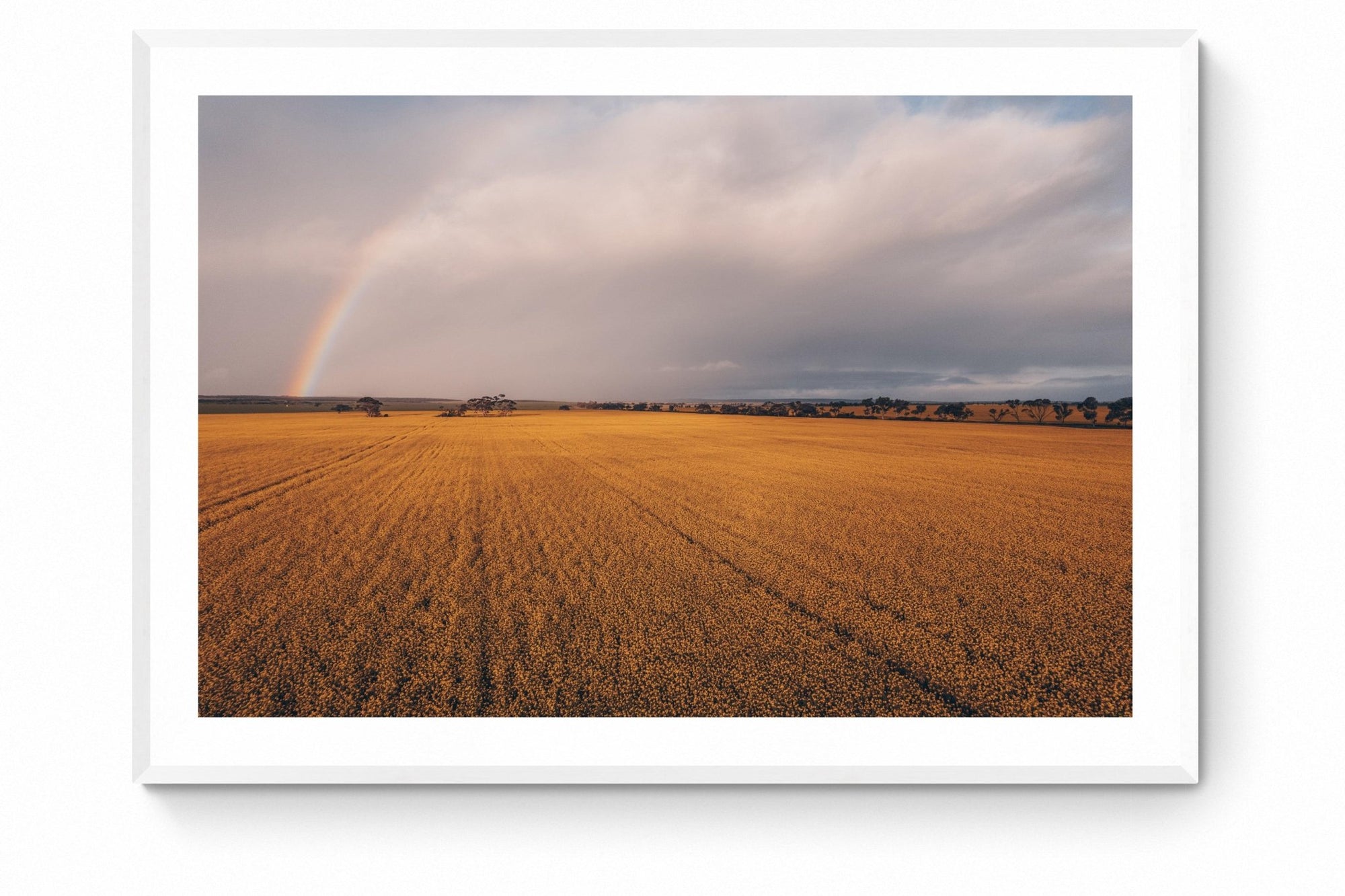 Suraya - Mingenew Wall Art - Framed Print - Days Adrift