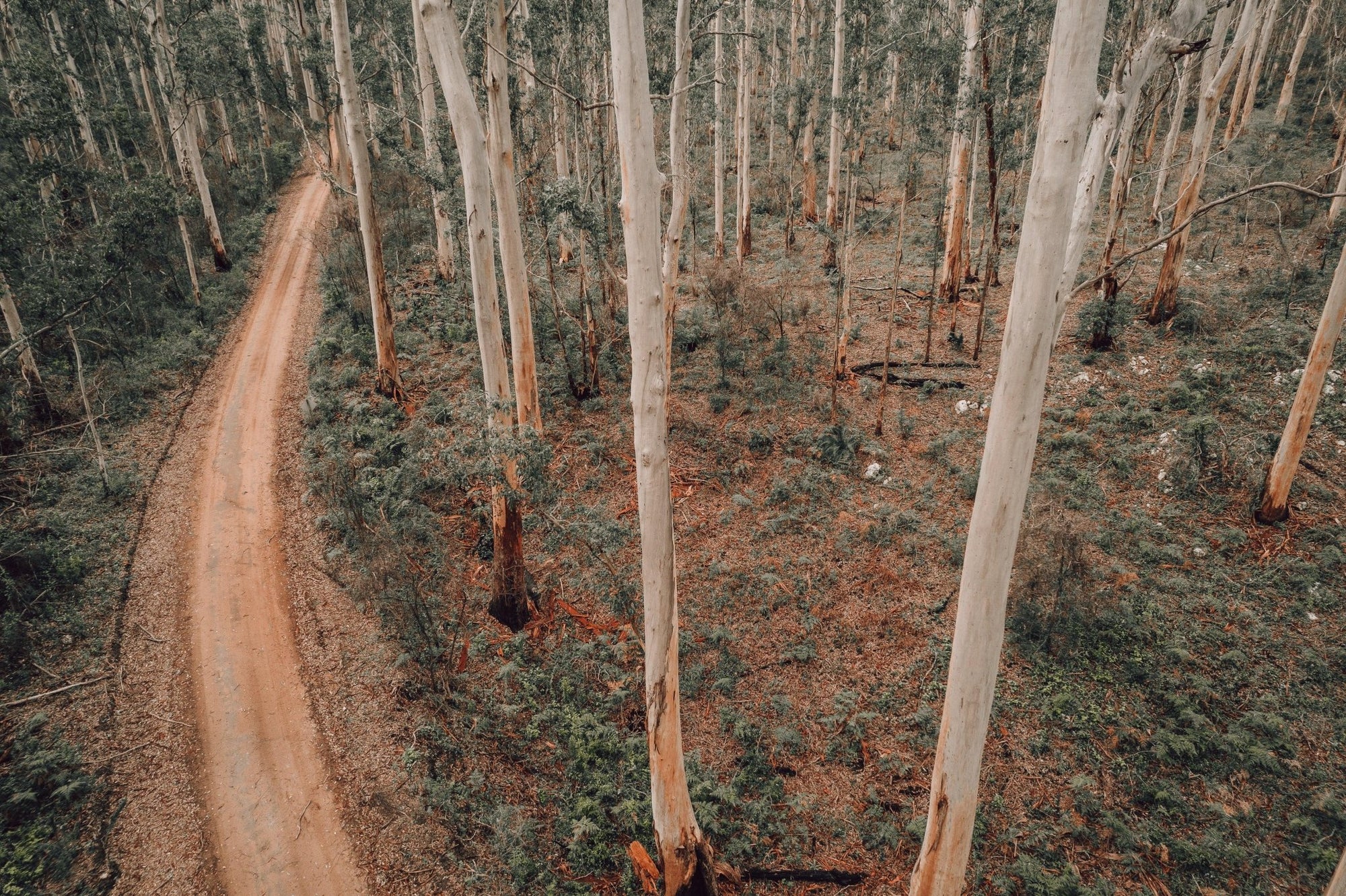 Tatjana - Boranup Forest Wall Art - Digital Download - Days Adrift